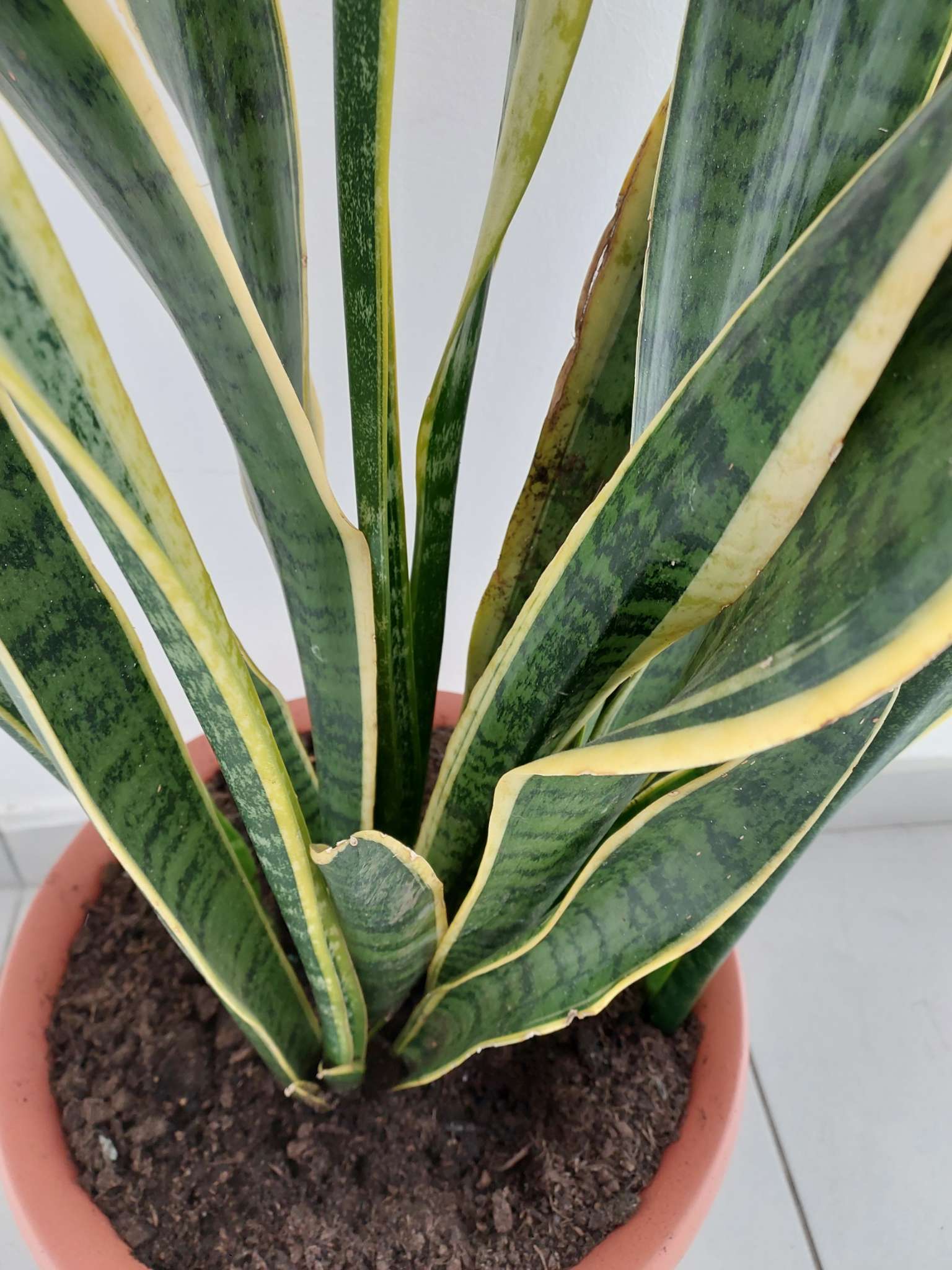 Immagine di Sansevieria trifasciata (Lingua di suocera) con Macchie/bruciature fogliari dovute a irrigazione o umidità eccessiva