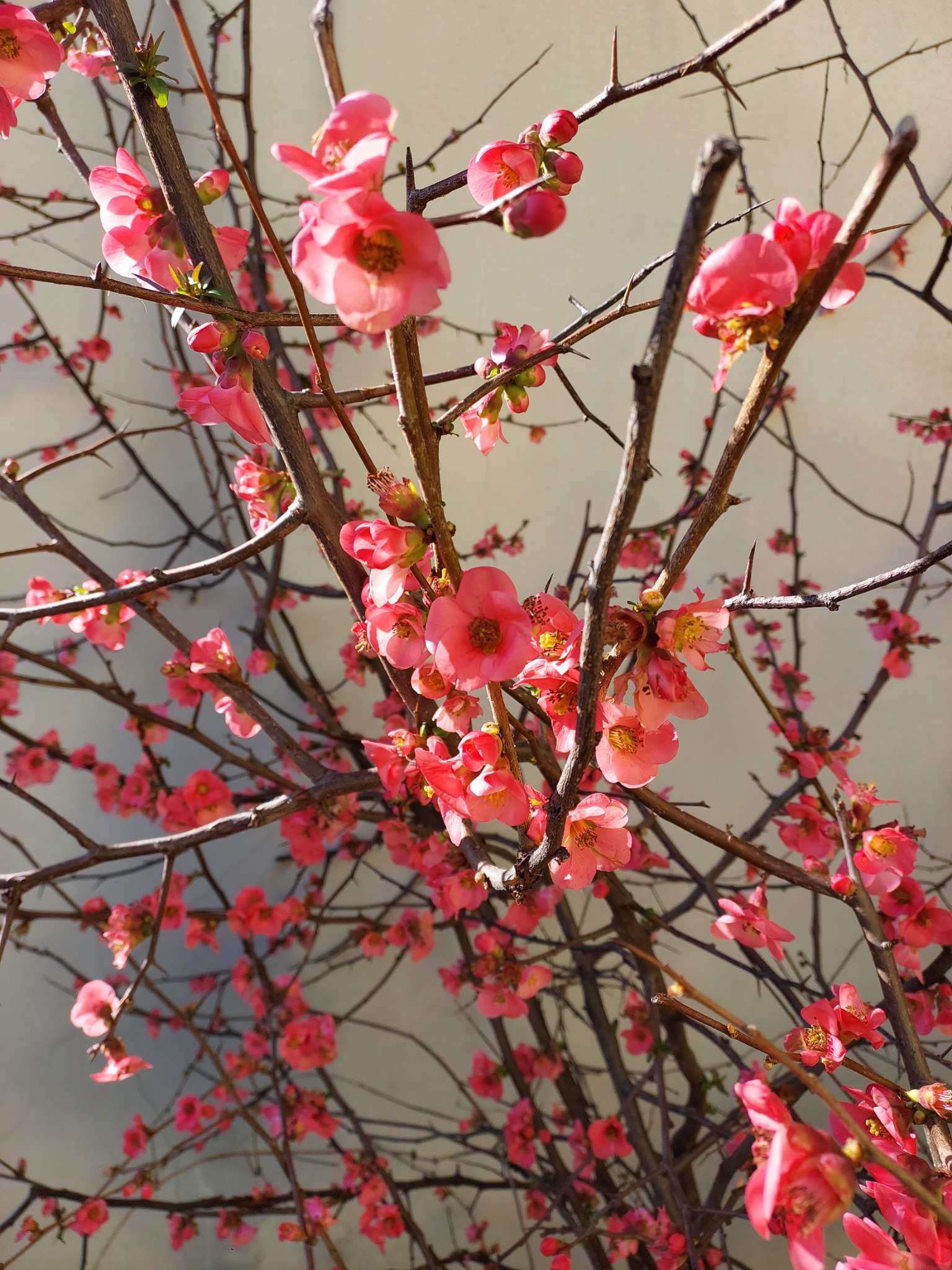 Immagine di Chaenomeles (Cotogno da fiore) con Nessuna malattia evidente