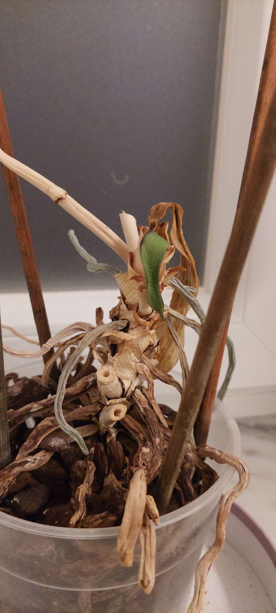 Immagine di Orchidea (Phalaenopsis) con Stress radicale e secchezza delle radici