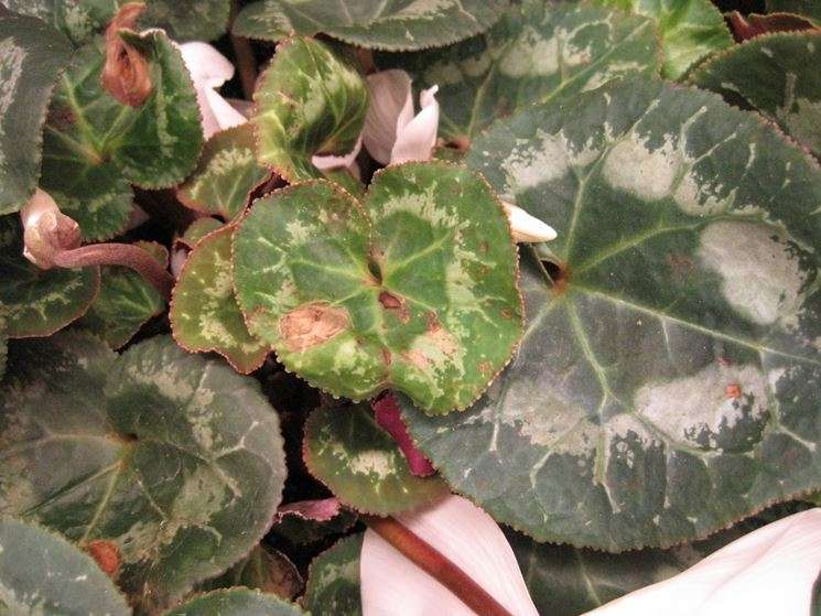 Immagine di Ciclamino con Possibile infezione fungina (ad es. Botrytis, detta anche “muffa grigia”)
