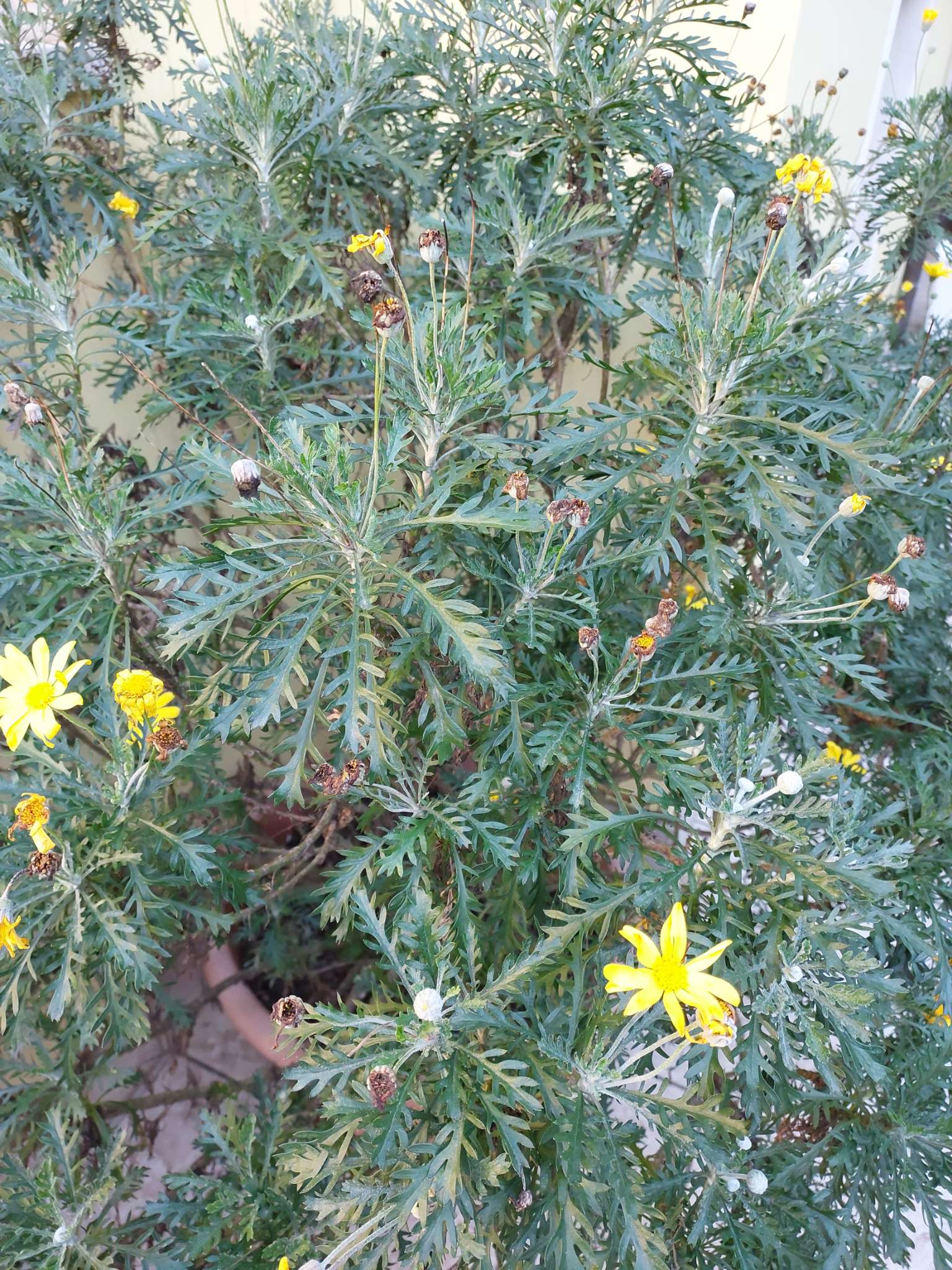 Immagine di Euryops pectinatus (Margherita Africana) con Probabile infestazione da Cocciniglia cotonosa