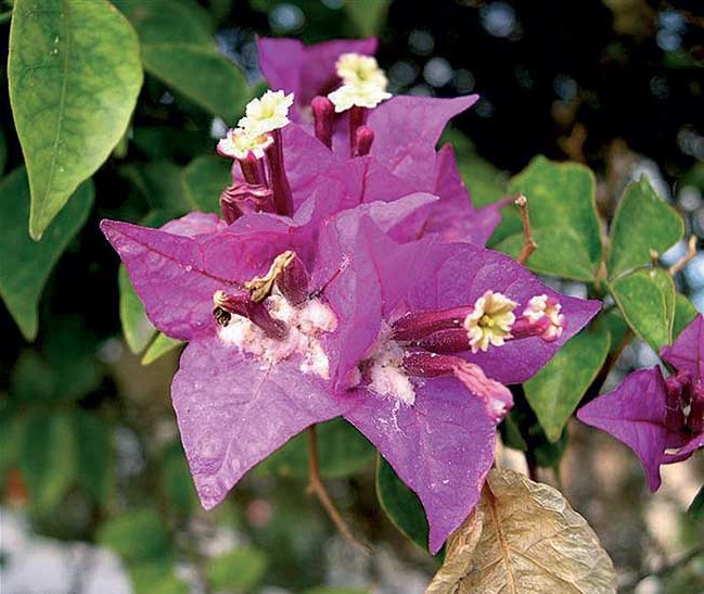 Immagine di Bougainvillea con Cocciniglia cotonosa