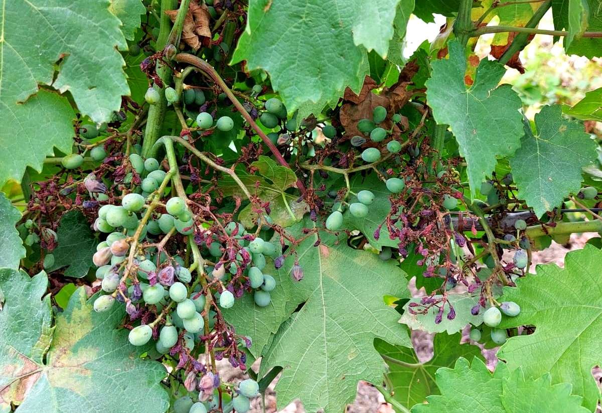 Immagine di Vite da uva con Peronospora della vite