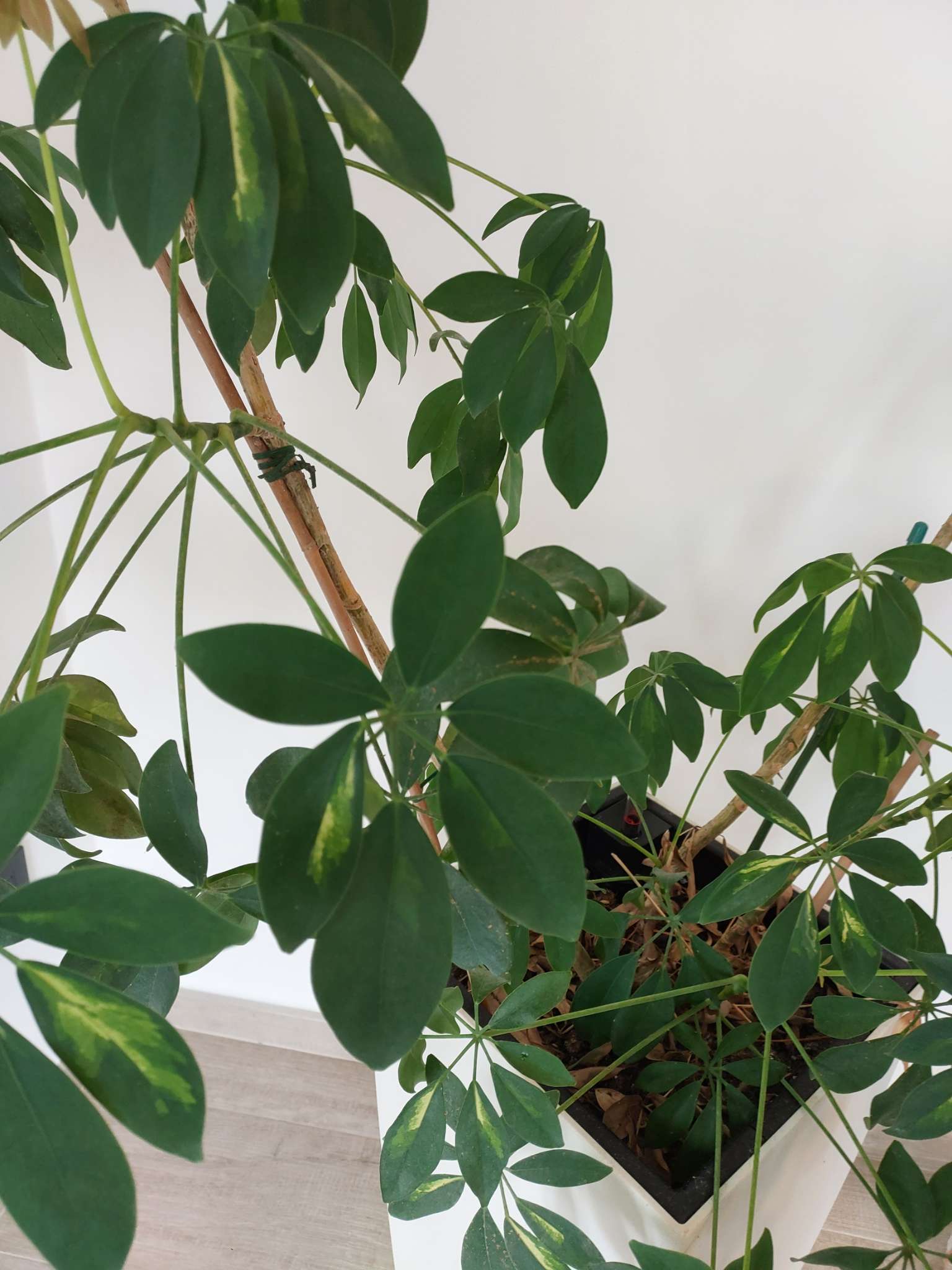 Immagine di Schefflera (pianta ombrello) con Possibile stress da irrigazione e carenza nutritiva (ingiallimento foglie)
