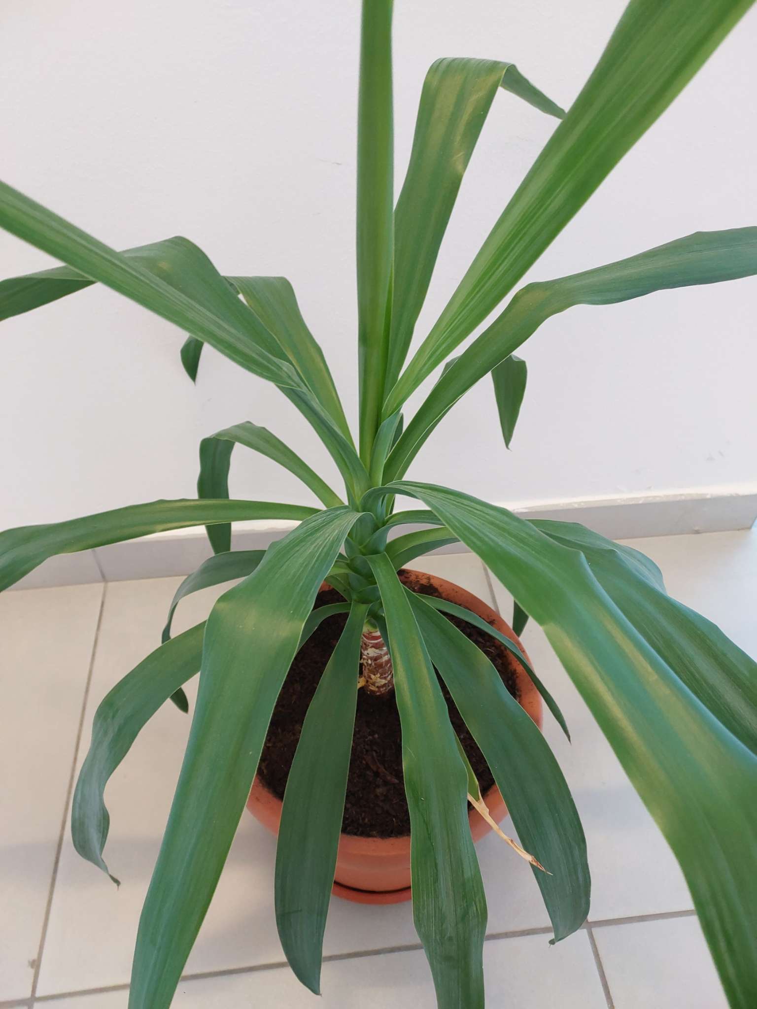 Immagine di Dracaena (Tronchetto della Felicità) con Leggera secchezza delle punte (tip burn) da stress idrico o ambientale