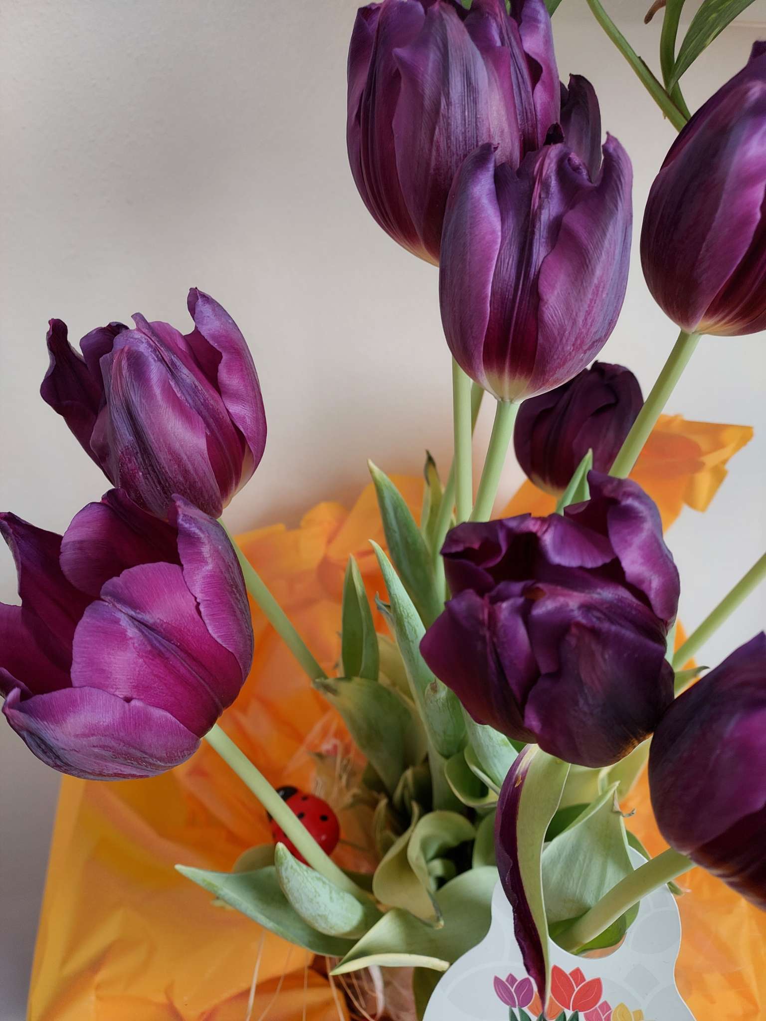 Immagine di Tulipano con Nessuna malattia evidente