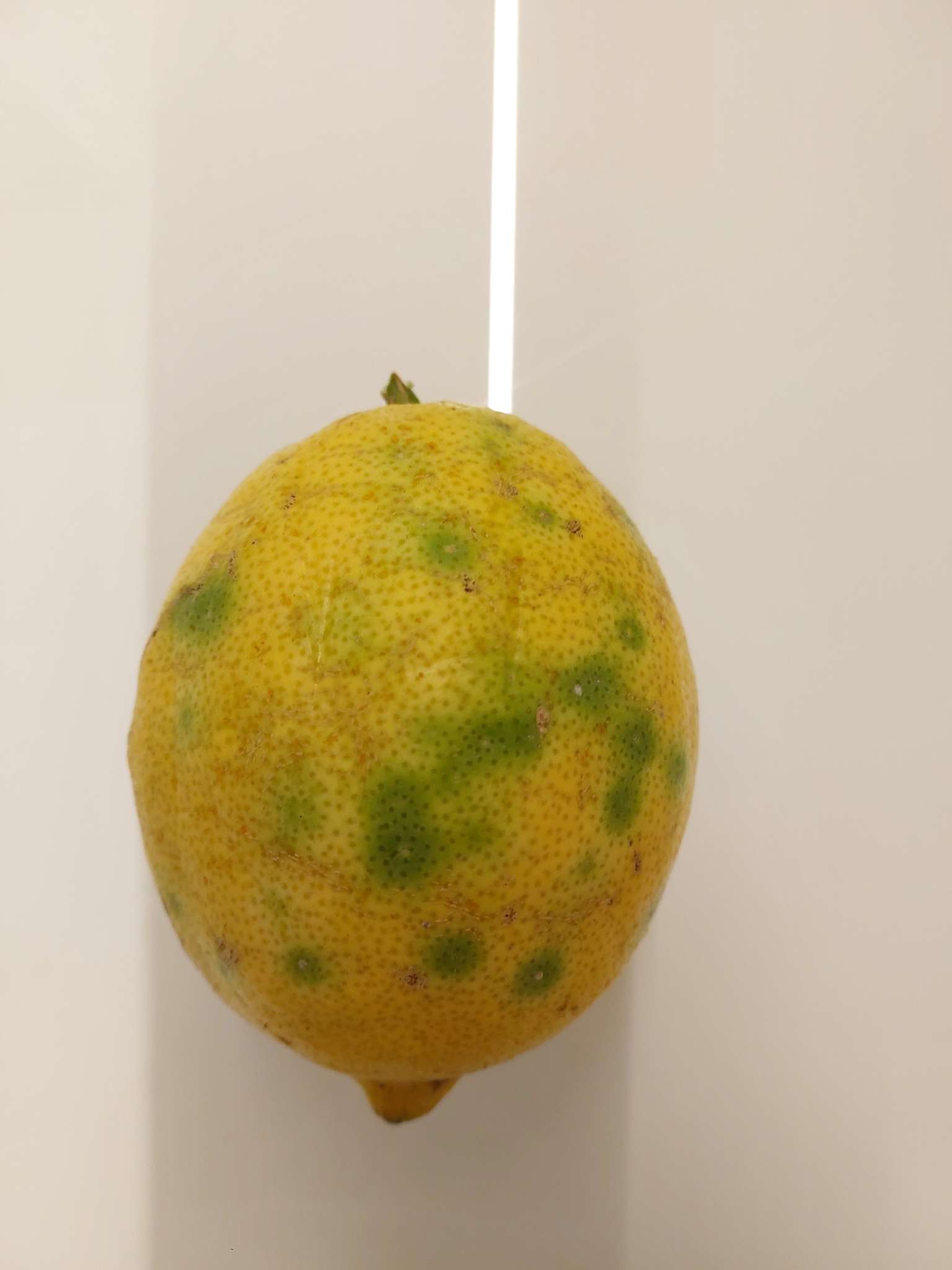 Immagine di Limone (Citrus limon) con Fenomeno di re-greening (nessuna grave patologia fungina)