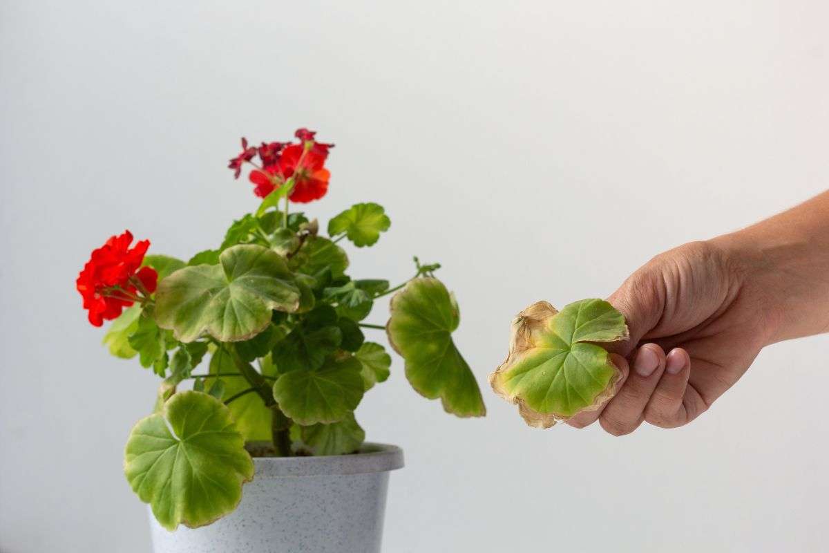Immagine di Geranio con Possibile clorosi da carenza nutritiva o lieve stress idrico