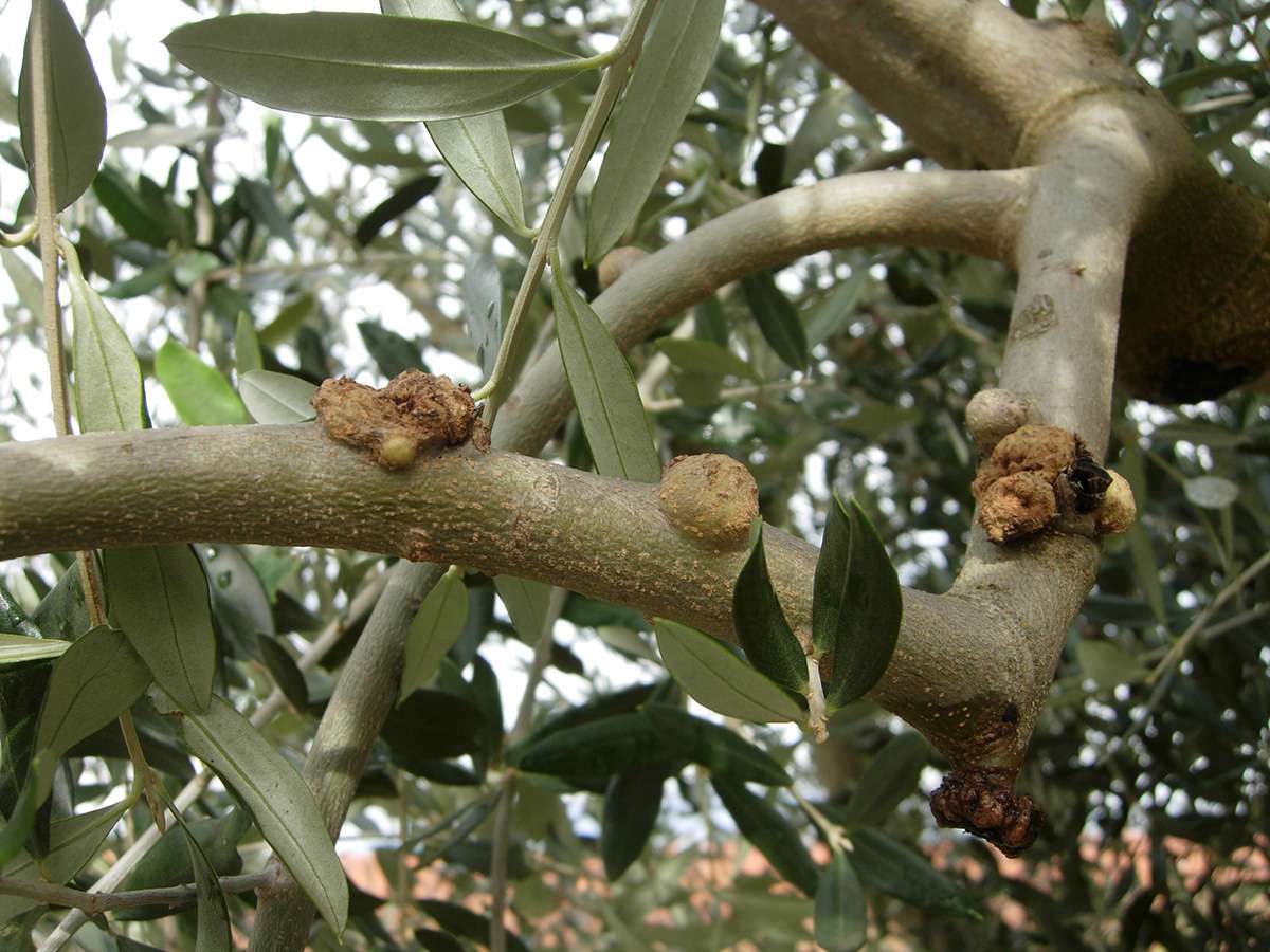 Immagine di Olivo (Olea europaea) con Rogna dell’olivo
