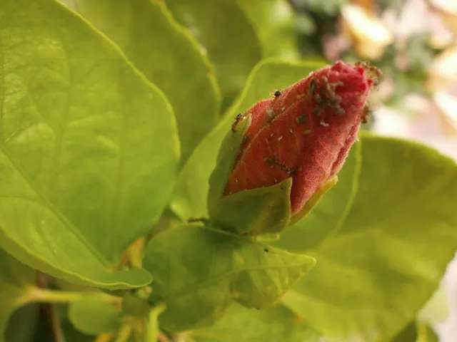 Immagine di Hibiscus con Infestazione di afidi