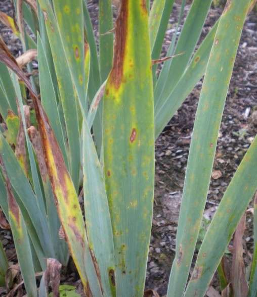 Immagine di Iris con Maculatura fogliare (Leaf Spot)