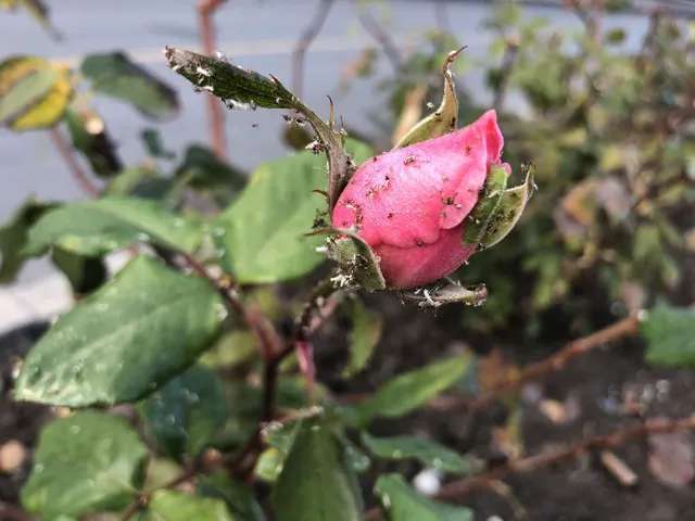 Immagine di Rosa con Afidi
