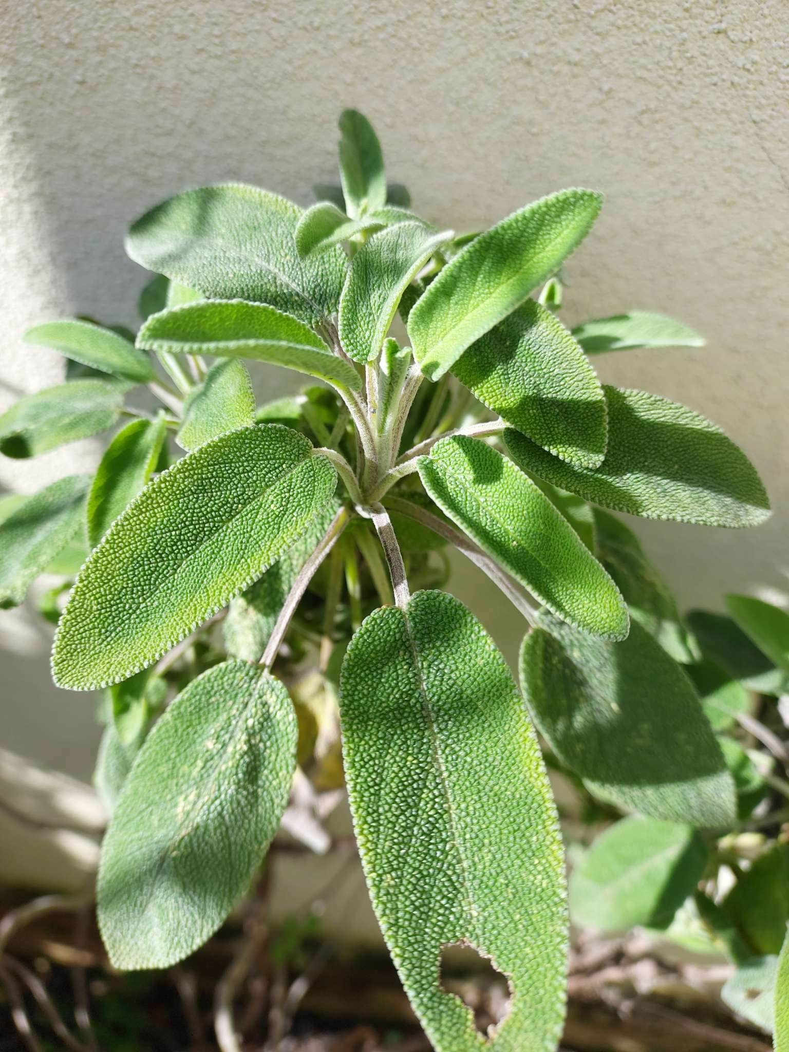 Immagine di Salvia officinalis con Danni da insetti (ad esempio lumache o bruchi)