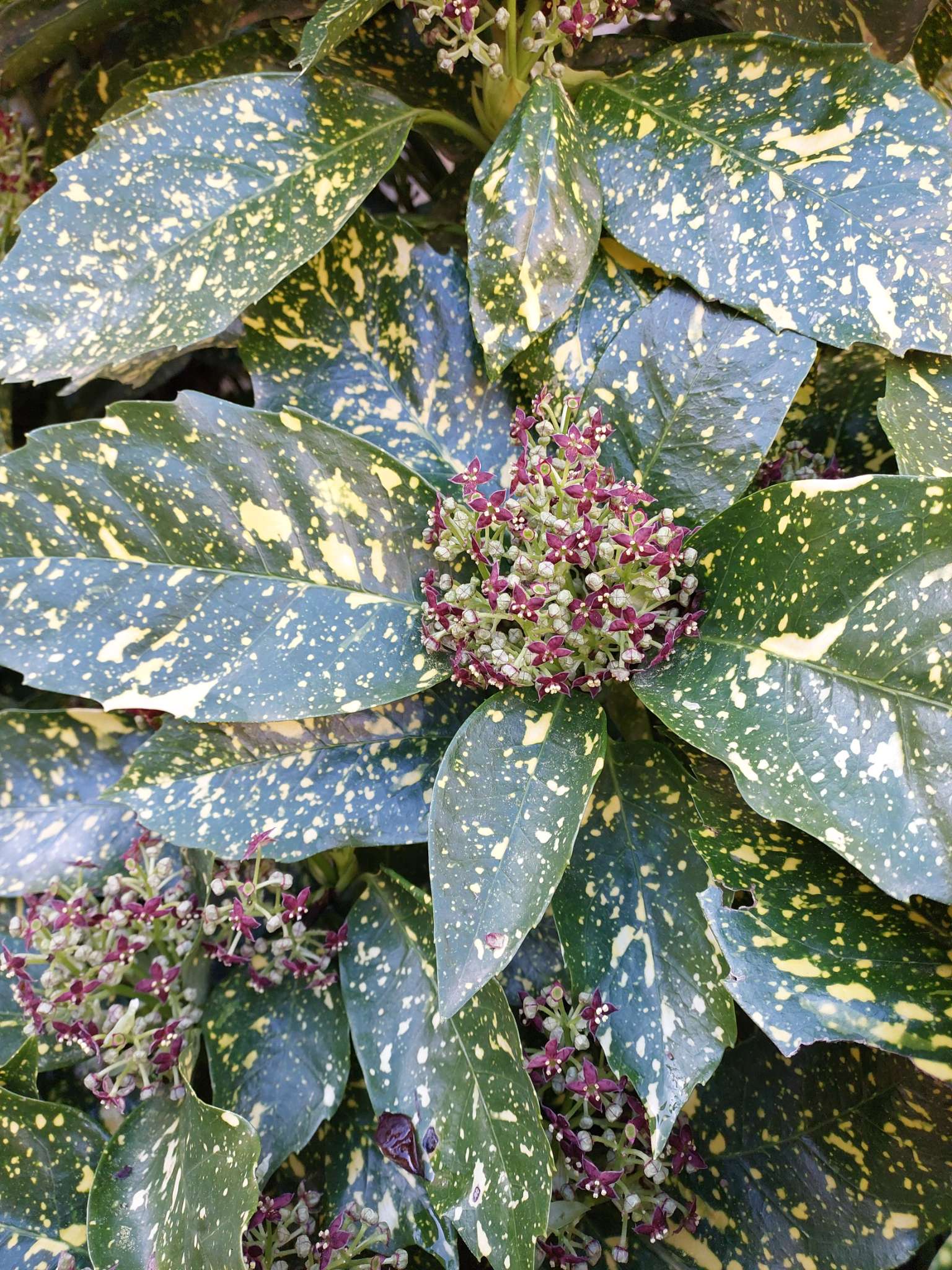 Immagine di Aucuba japonica con nessuna patologia evidente