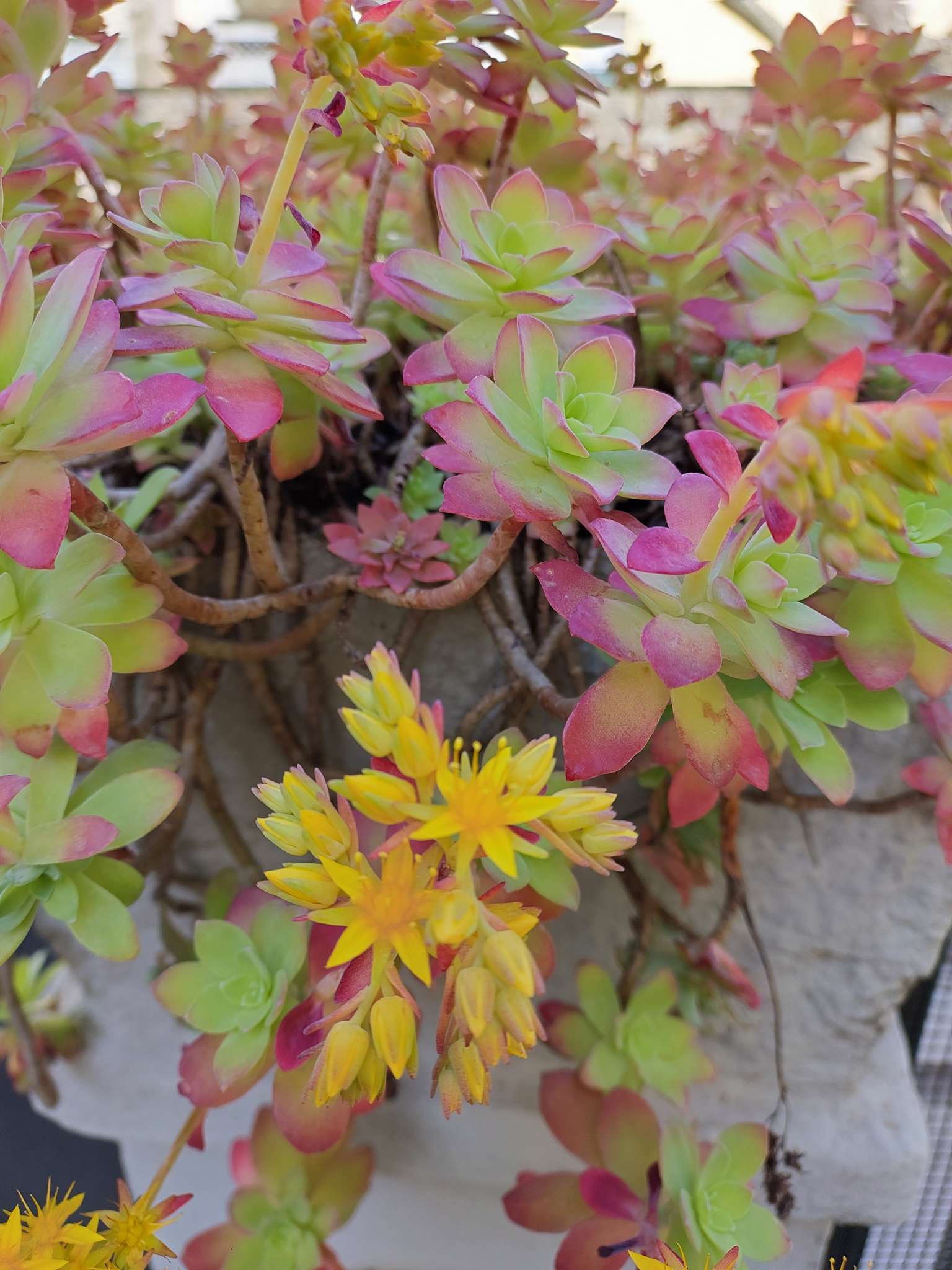 Immagine di Sedum palmeri con Nessuna malattia evidente