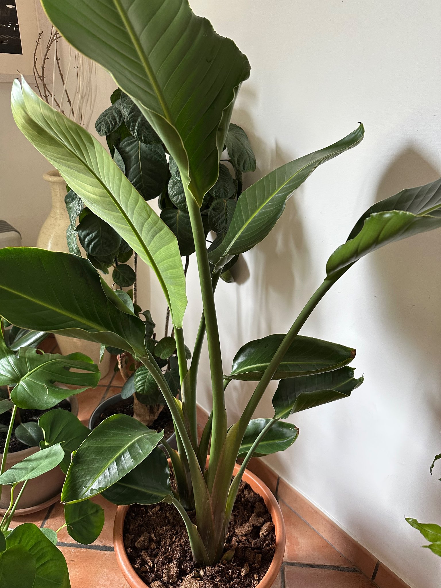 Immagine di Strelitzia (Uccello del Paradiso) con Nessuna malattia evidente