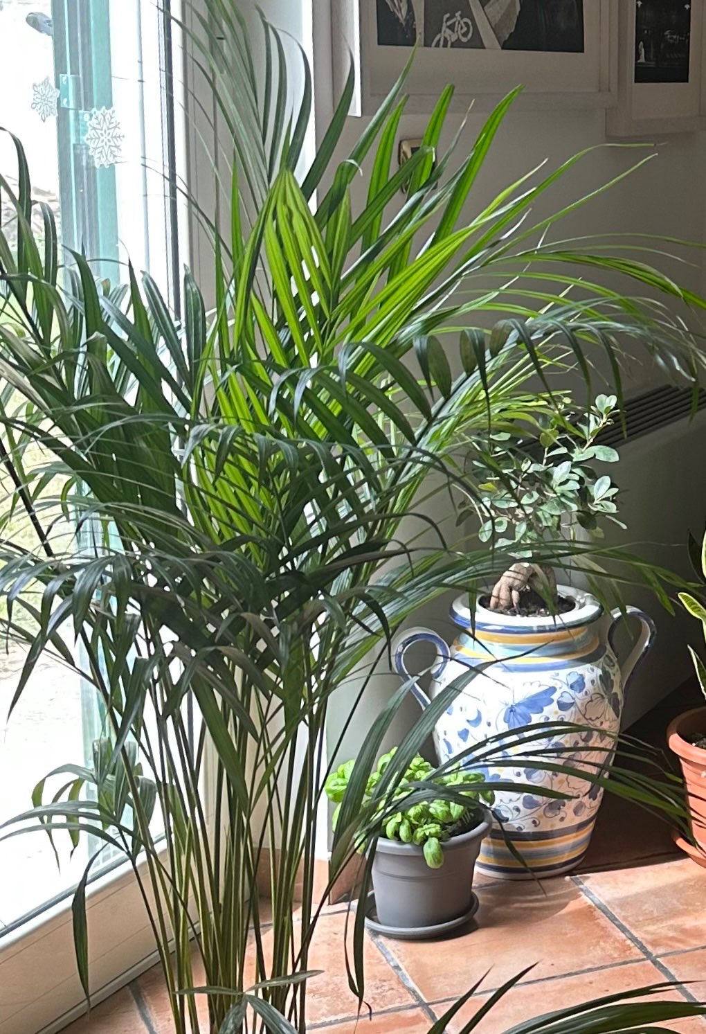 Immagine di Palma Areca (Dypsis lutescens) con Punte Fogliari Leggermente Secche (nessuna grave patologia)