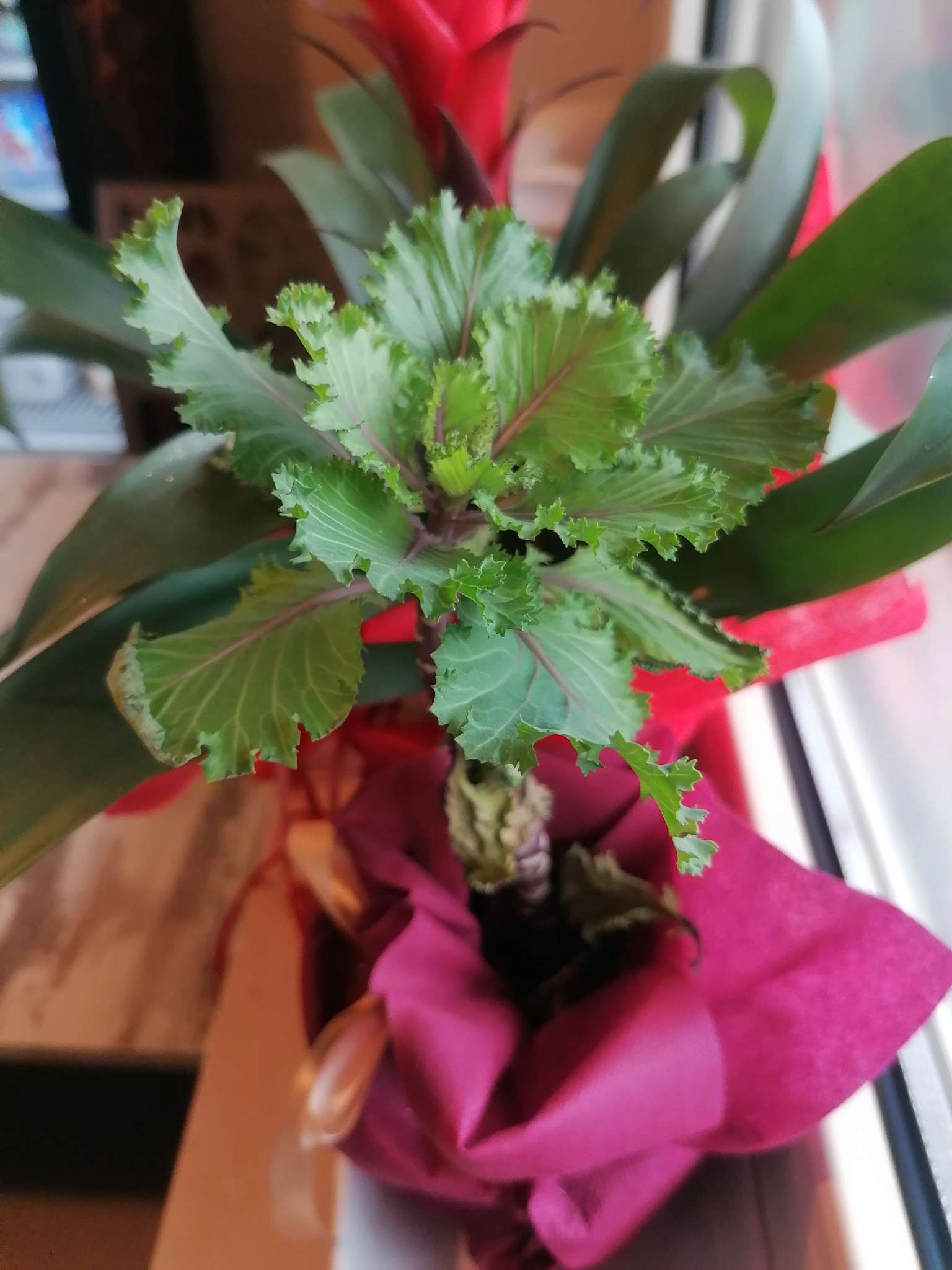 Immagine di Cavolo ornamentale (Brassica oleracea var. acephala) con Nessuna particolare patologia evidente