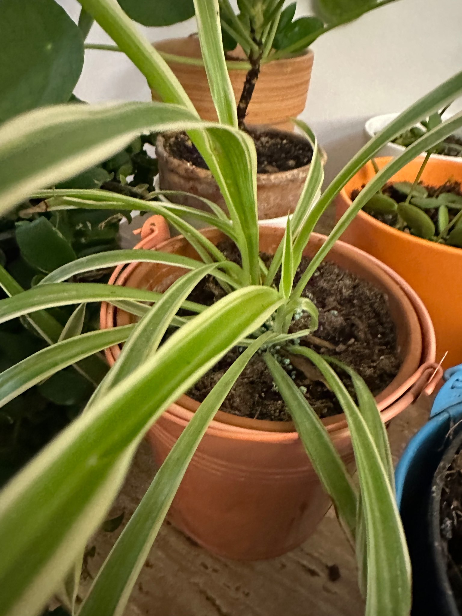 Immagine di Clorofito (Spider Plant) con Lieve stress idrico e punte secche