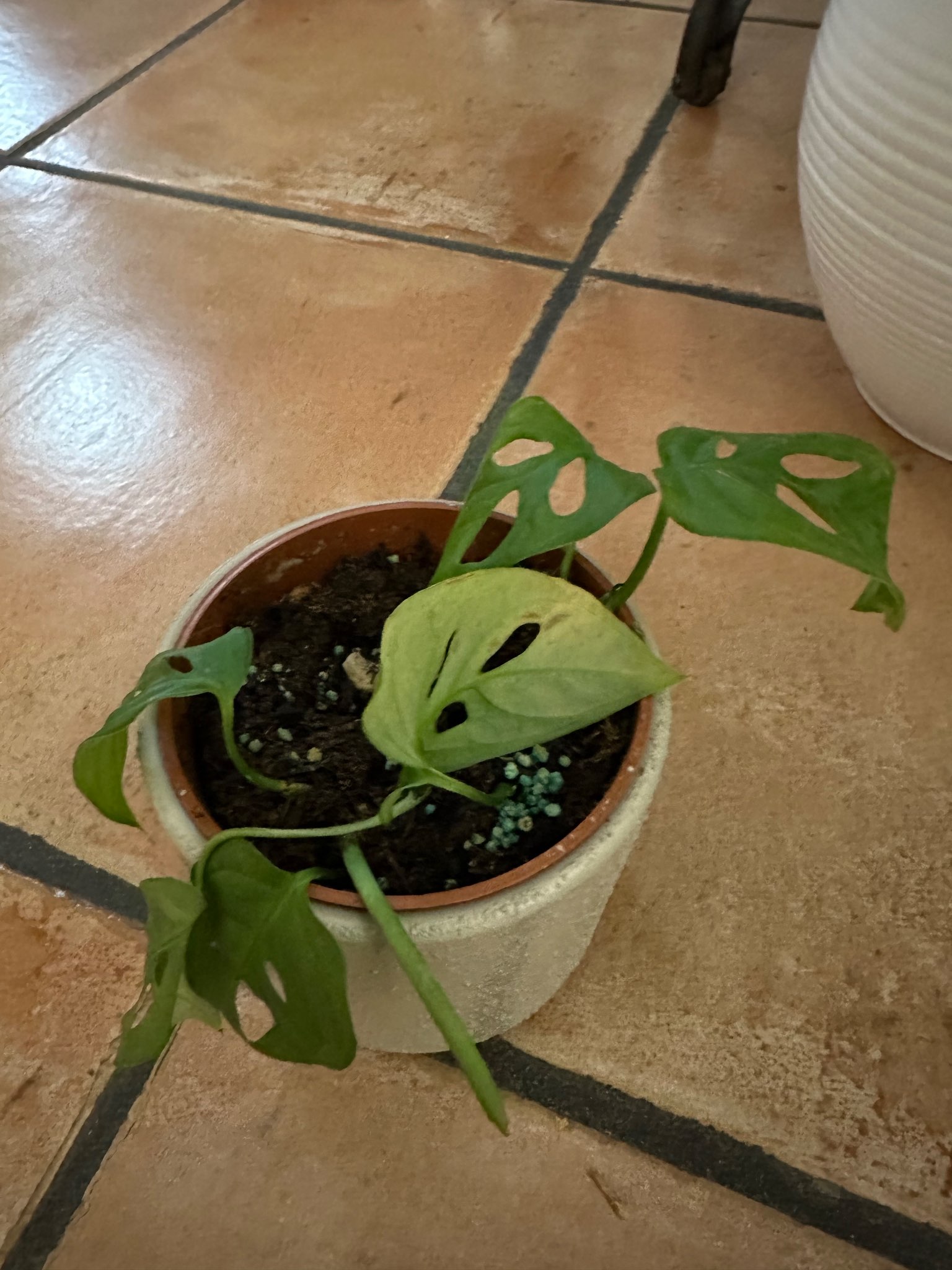 Immagine di Monstera adansonii con Possibile stress idrico e/o carenza di nutrienti