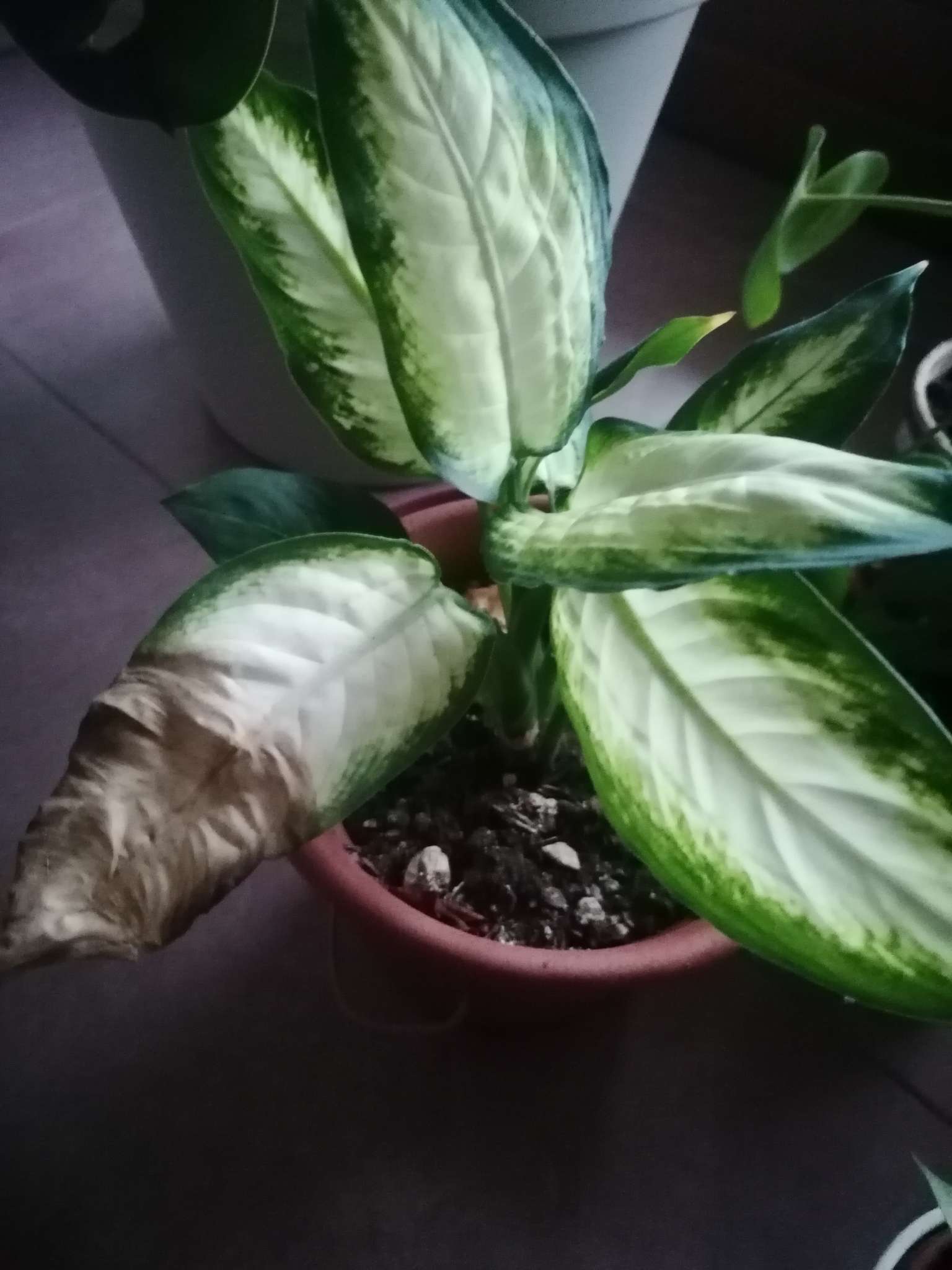 Immagine di Dieffenbachia con Foglie secche/marroni (stress idrico o eccesso di luce)