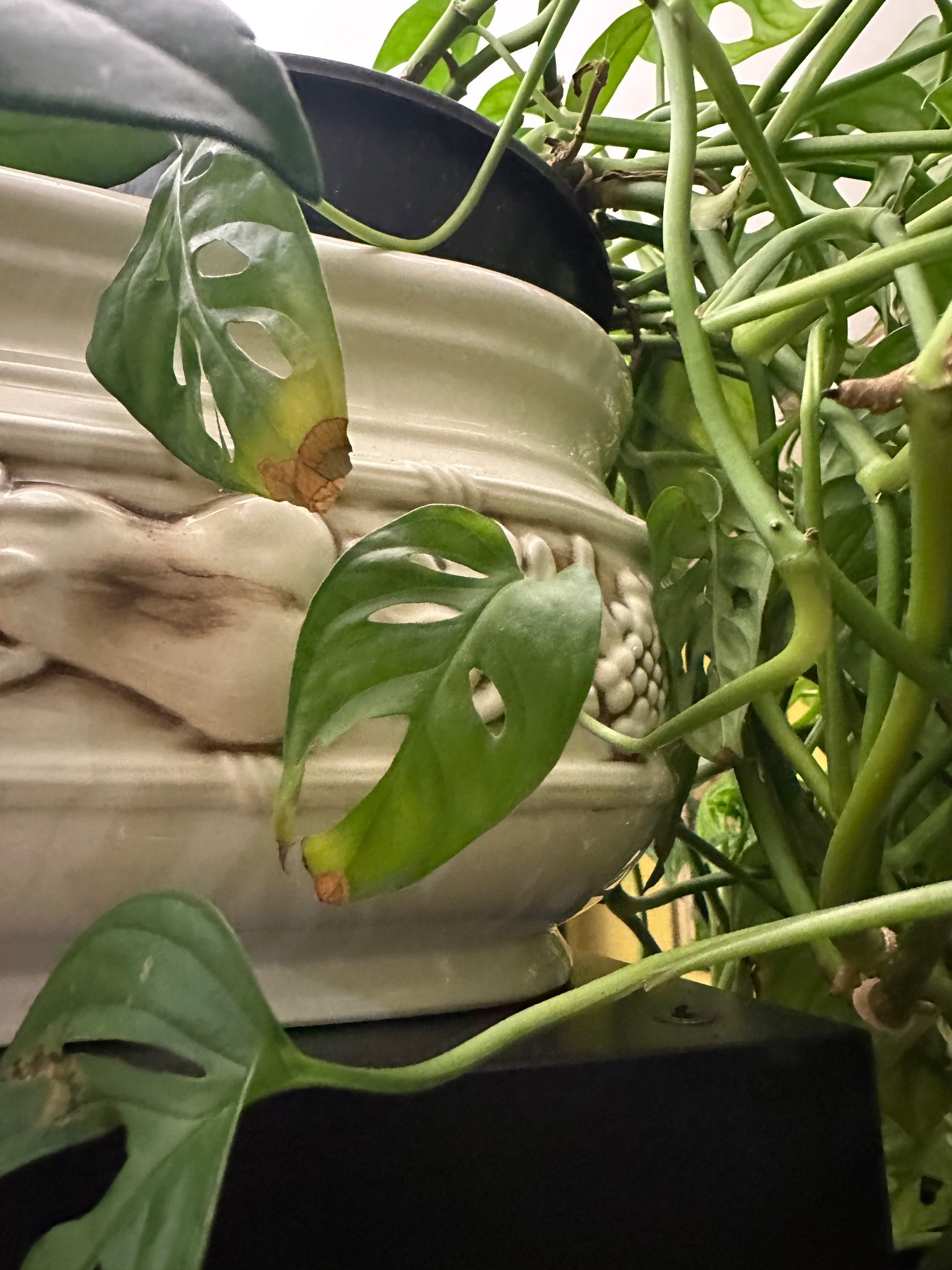 Immagine di Monstera adansonii con punti/gialliture e secchezza dei margini fogliari
