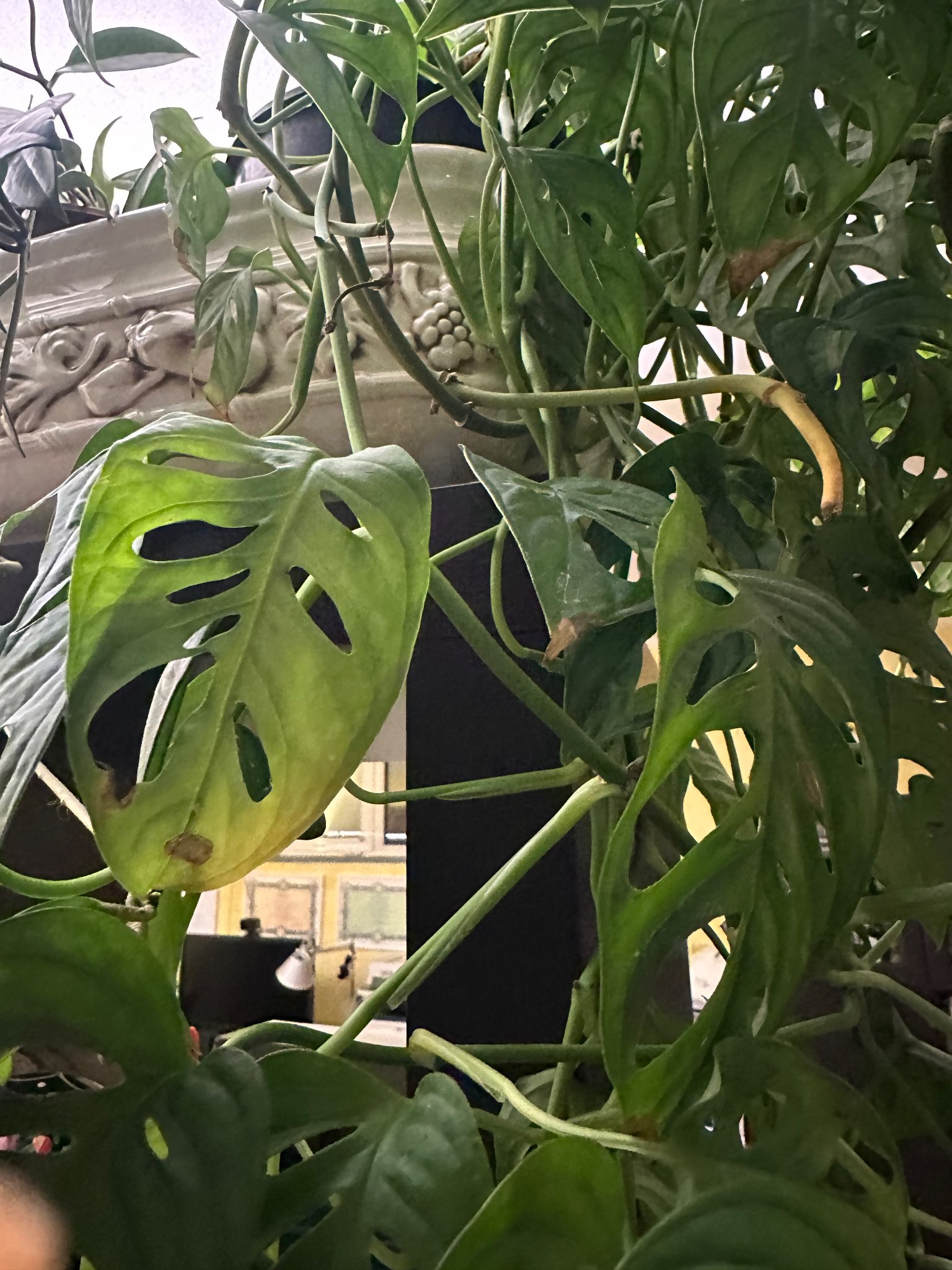 Immagine di Monstera adansonii con Macchie fogliari