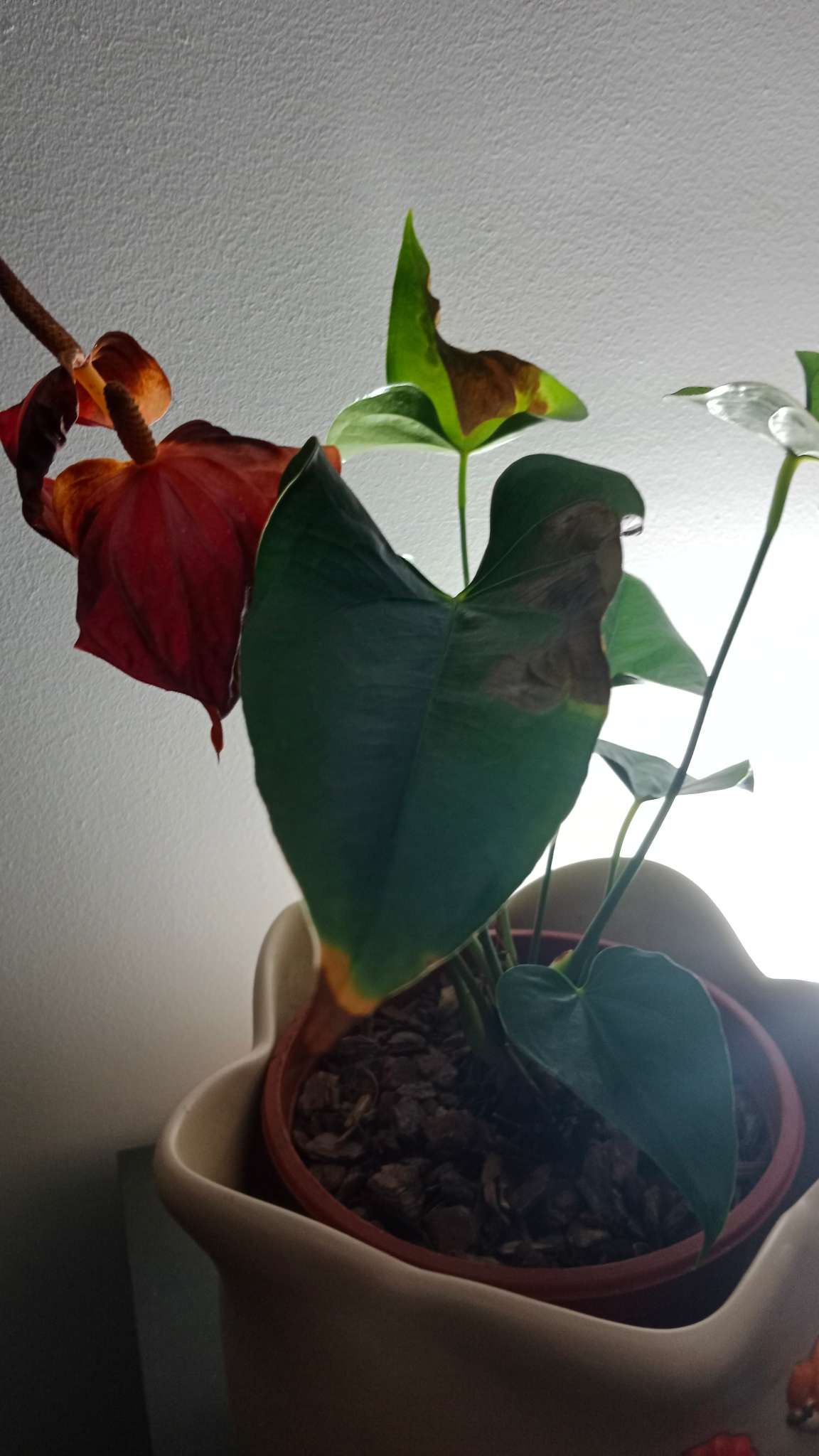 Immagine di Anthurium con Macchie brune da stress (irrigazione/umidità/colpo di calore)