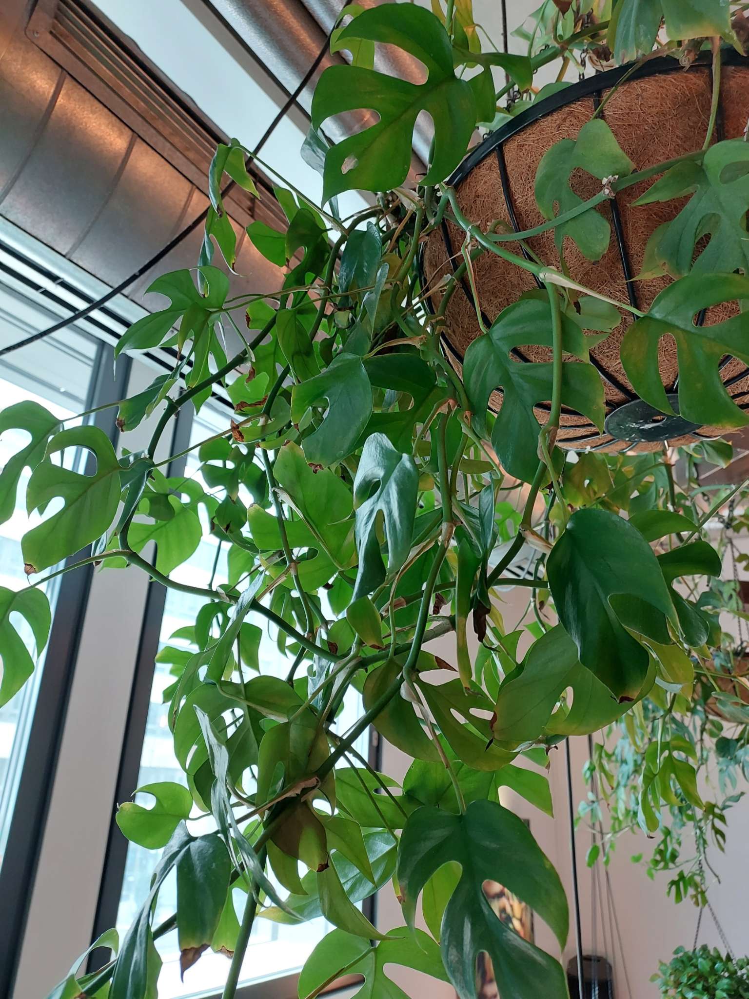 Immagine di Mini Monstera (Rhaphidophora tetrasperma) con Secchezza delle punte fogliari