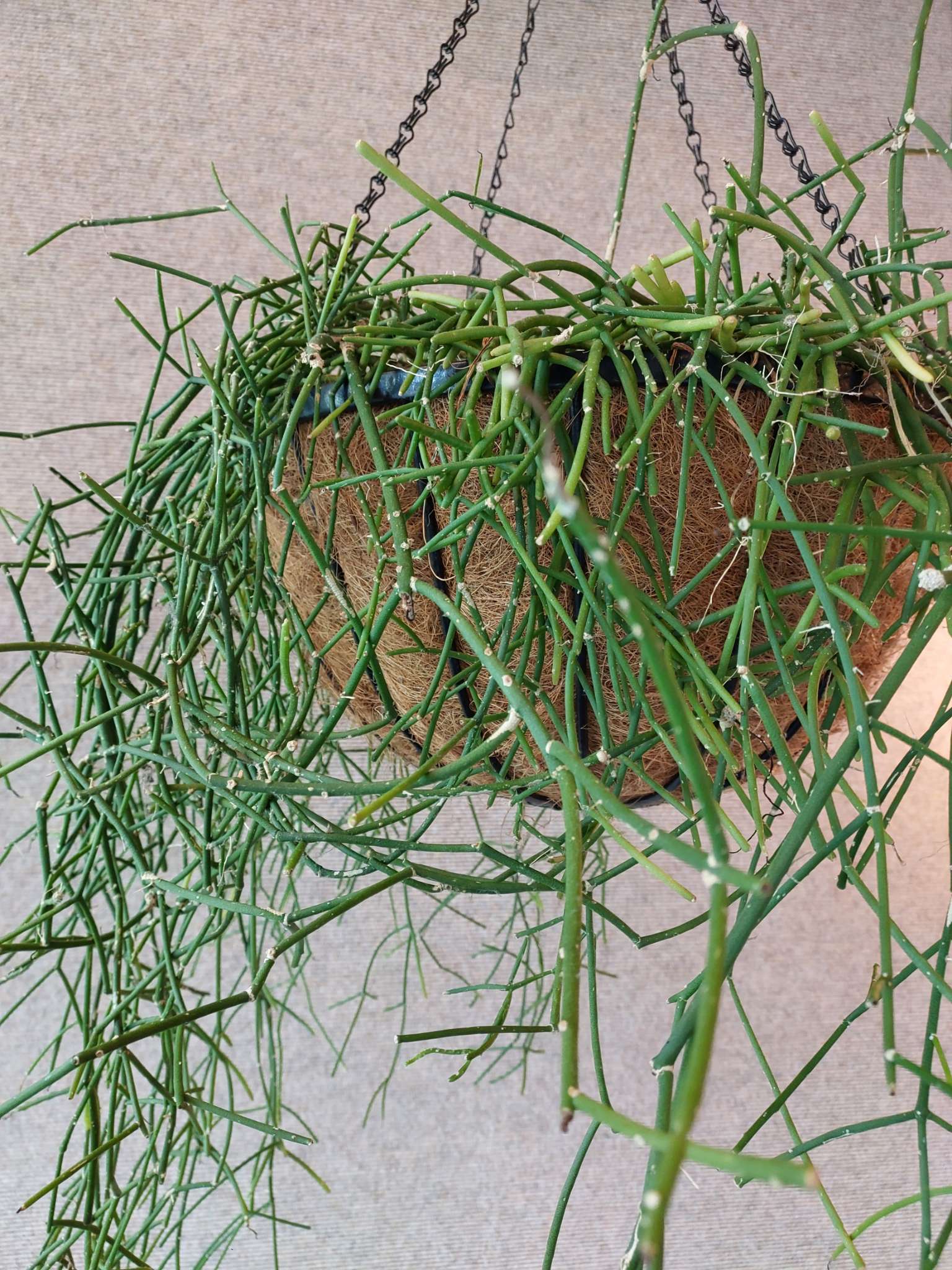 Immagine di Rhipsalis baccifera con cocciniglia (sospetta)