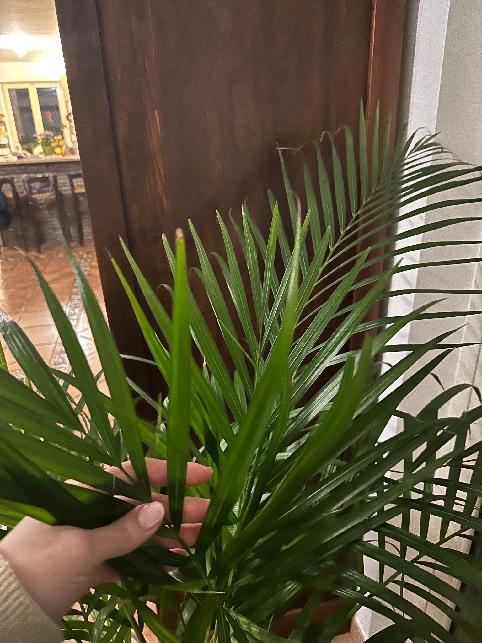 Immagine di Areca (Chrysalidocarpus lutescens) con Nessuna malattia evidente