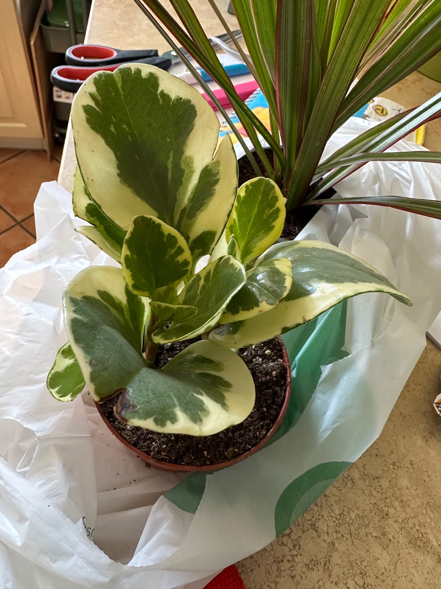 Immagine di Peperomia obtusifolia Variegata con lievi macchie/bruciature fogliari