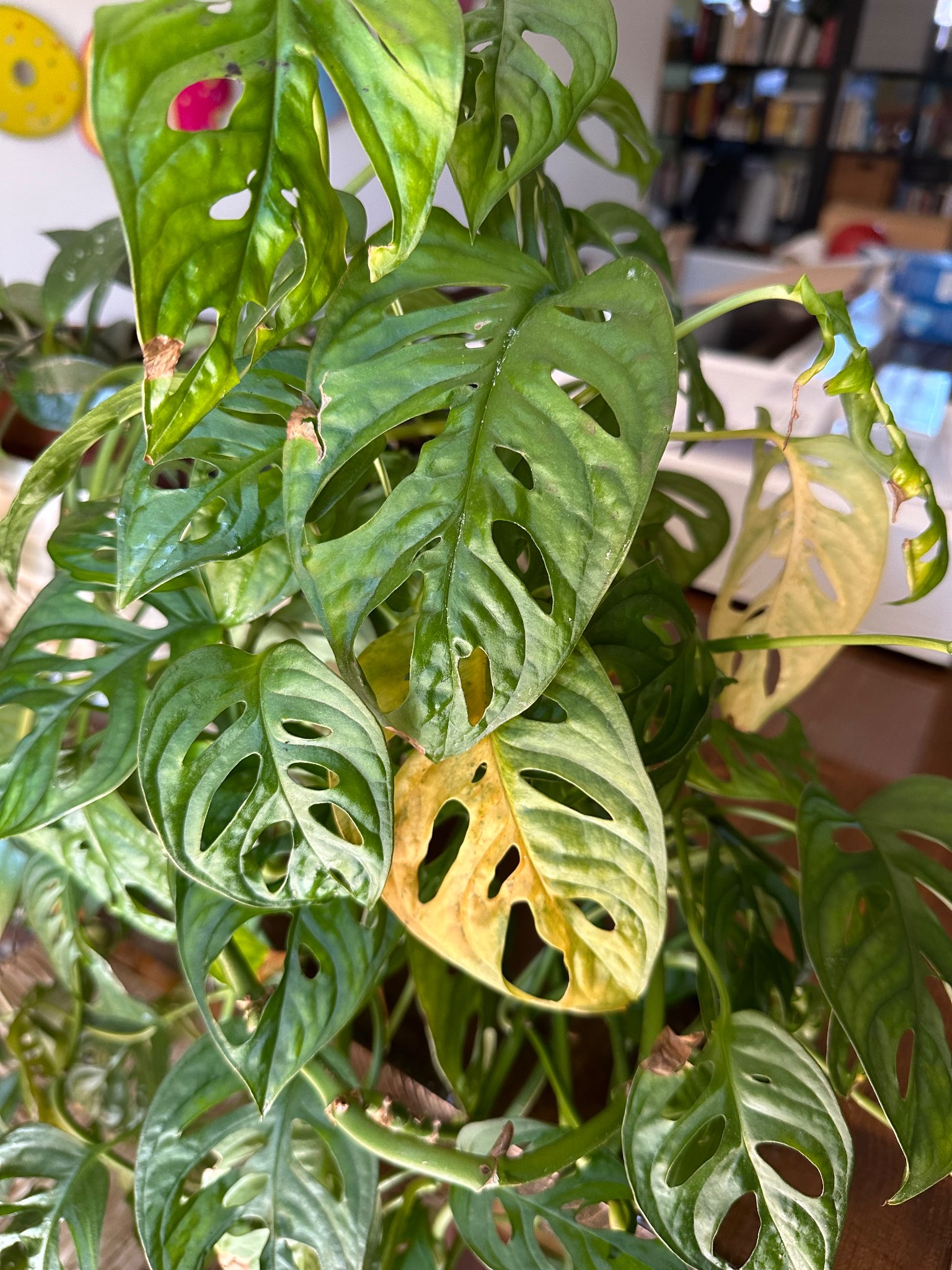 Immagine di Monstera Adansonii con Foglie ingiallite e punte secche (possibile eccesso di irrigazione o carenza di umidità)