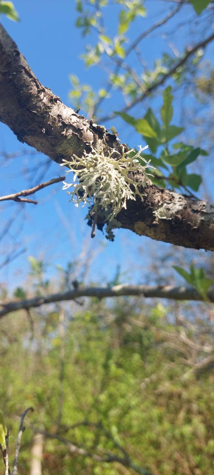 Immagine di Quercia con Licheni (non patogeni)