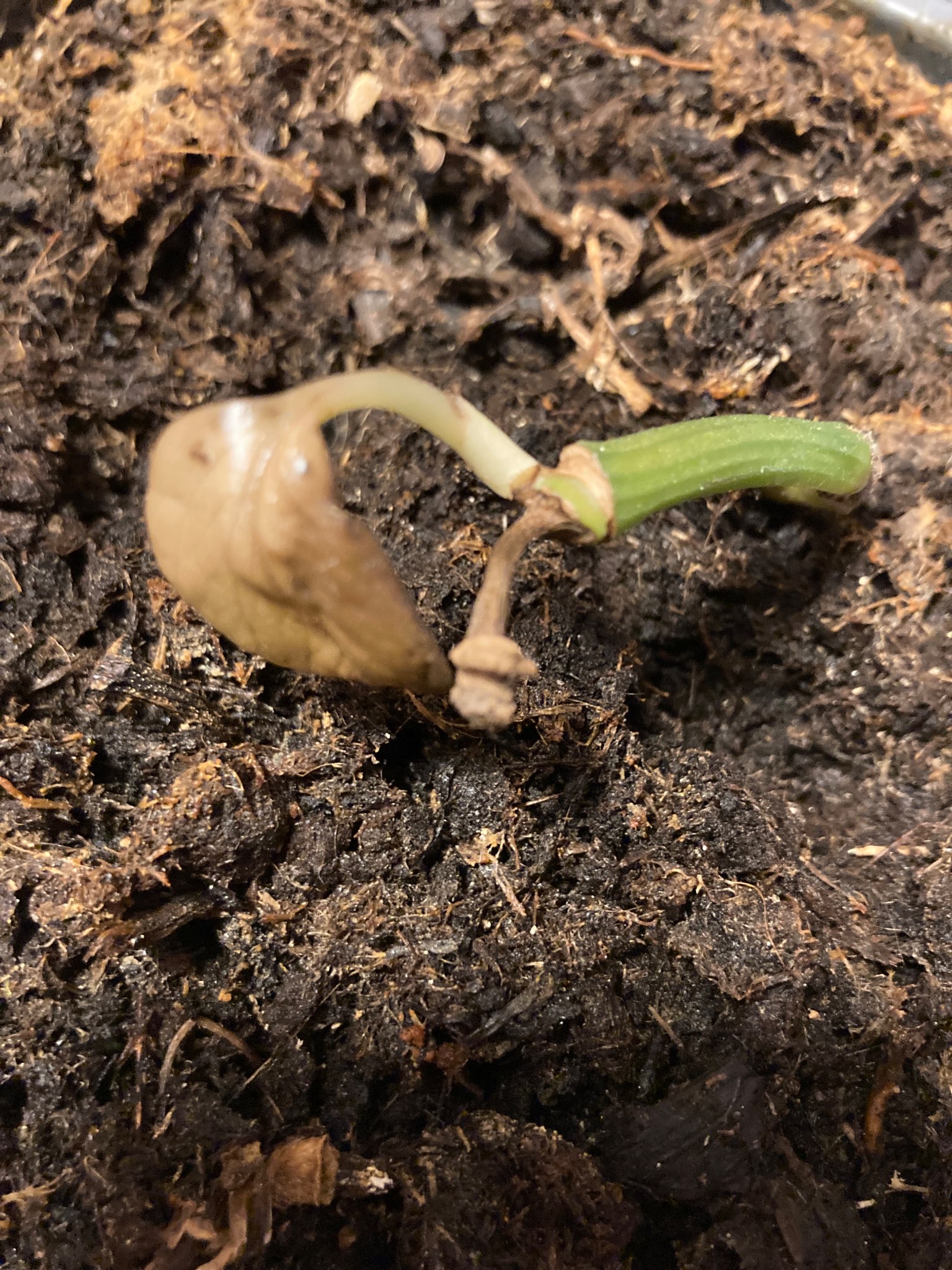 Immagine di Zucchino con Damping off (marciume del colletto)