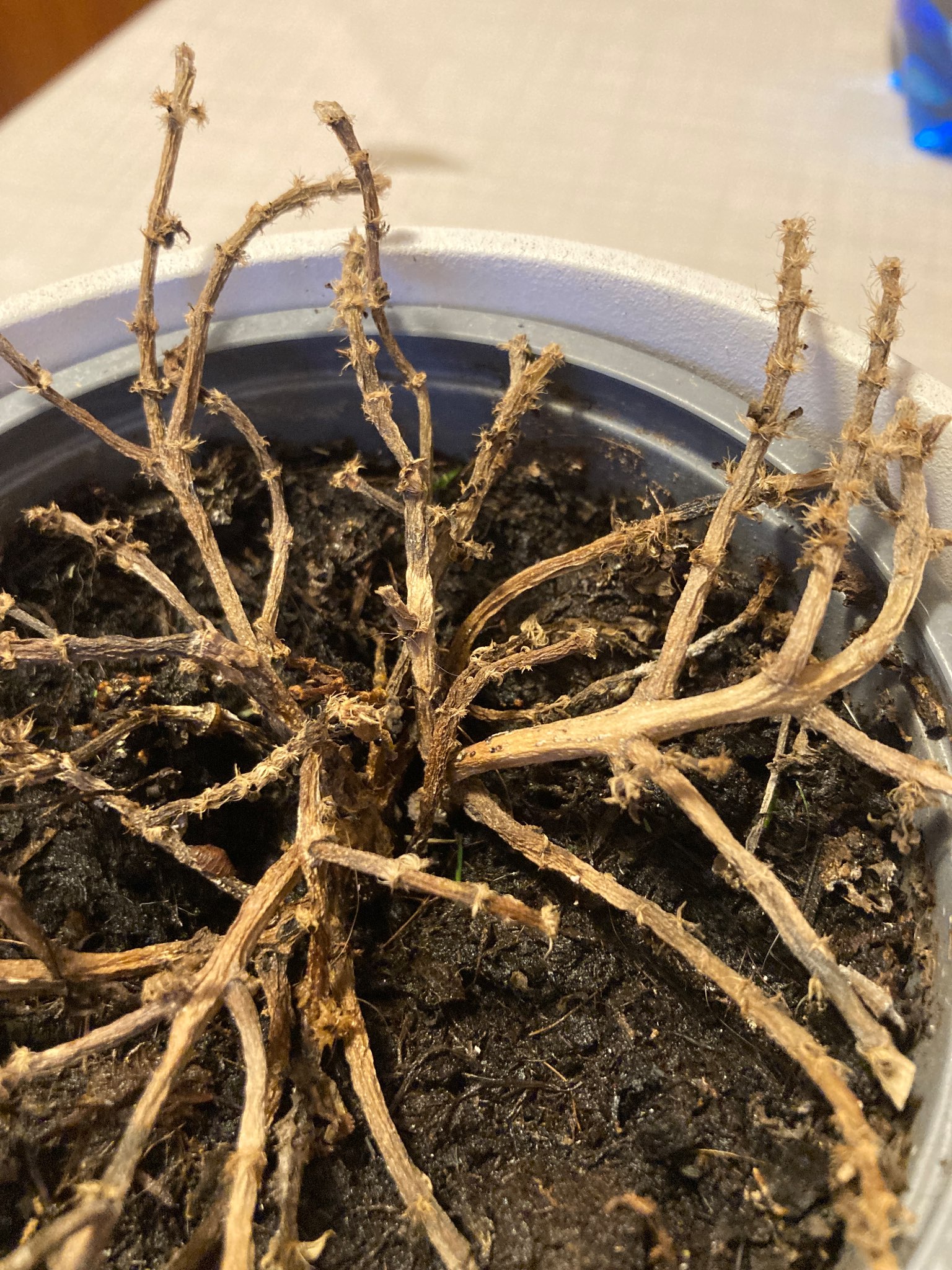 Immagine di Calluna vulgaris (Erica) con Danni da disseccamento e possibili marciumi radicali