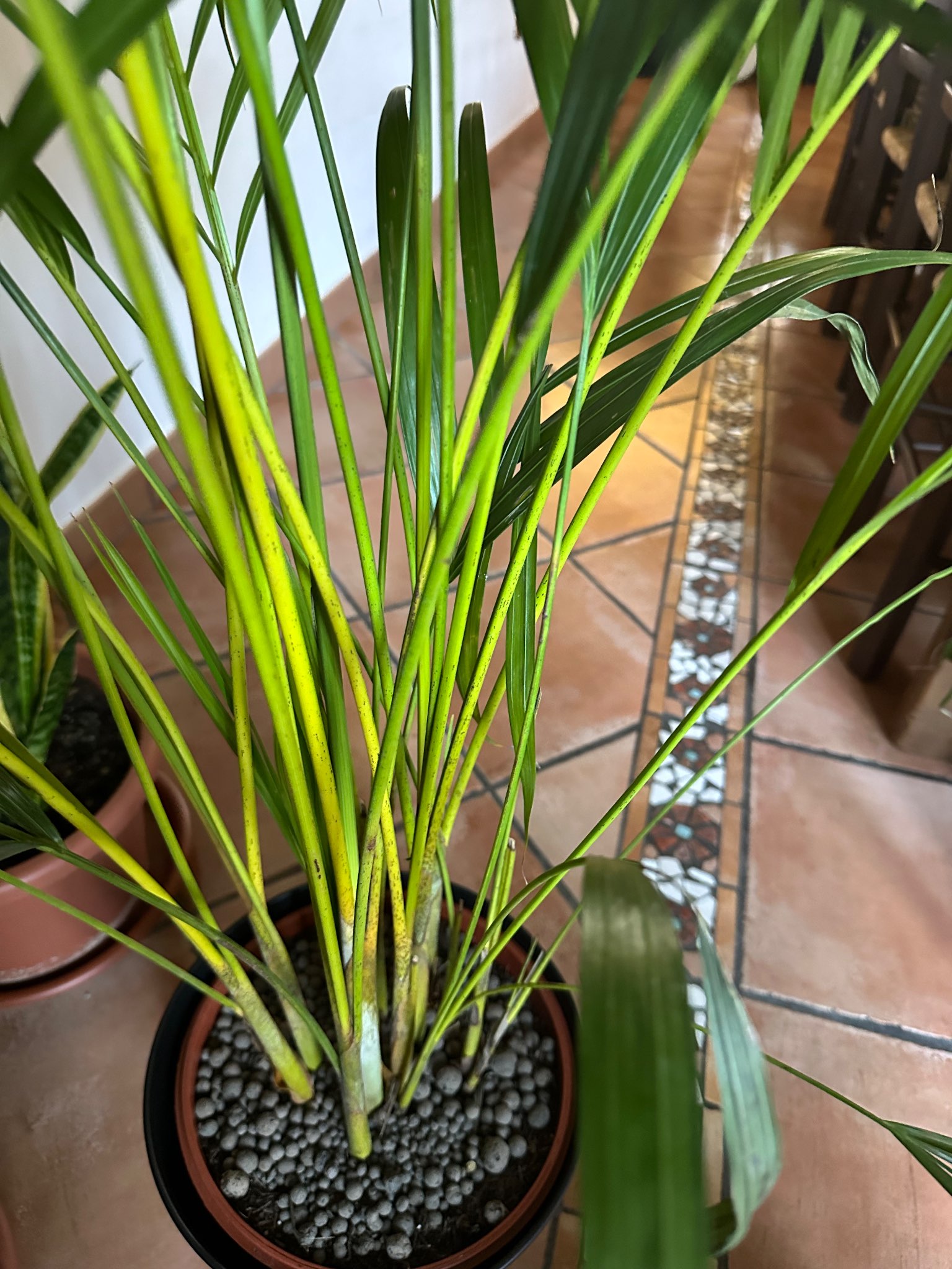 Immagine di Areca (Chrysalidocarpus lutescens) con Lieve clorosi (carenza di nutrienti)