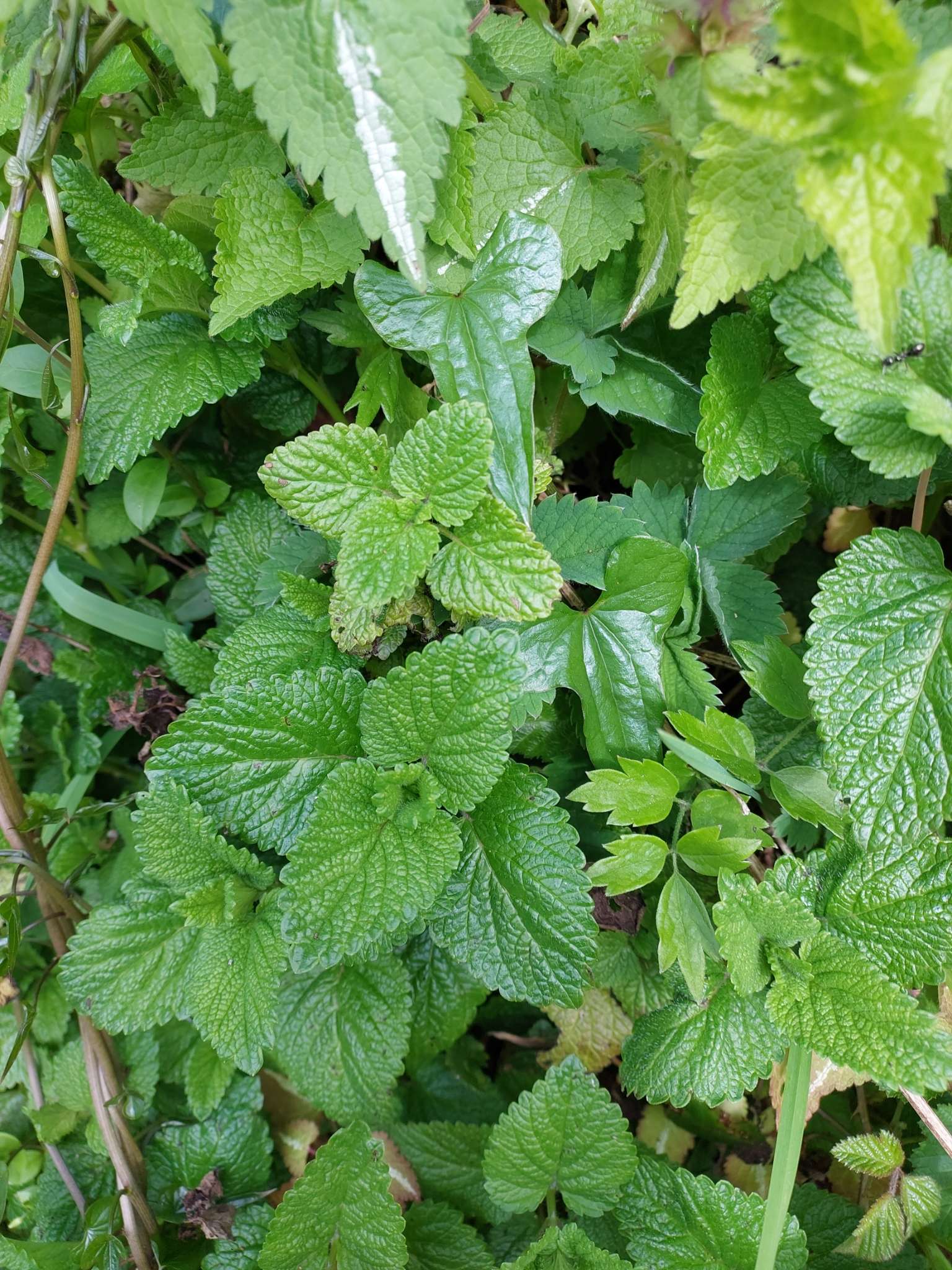 Immagine di Melissa officinalis (Melissa/Lemon Balm) con Nessuna patologia evidente