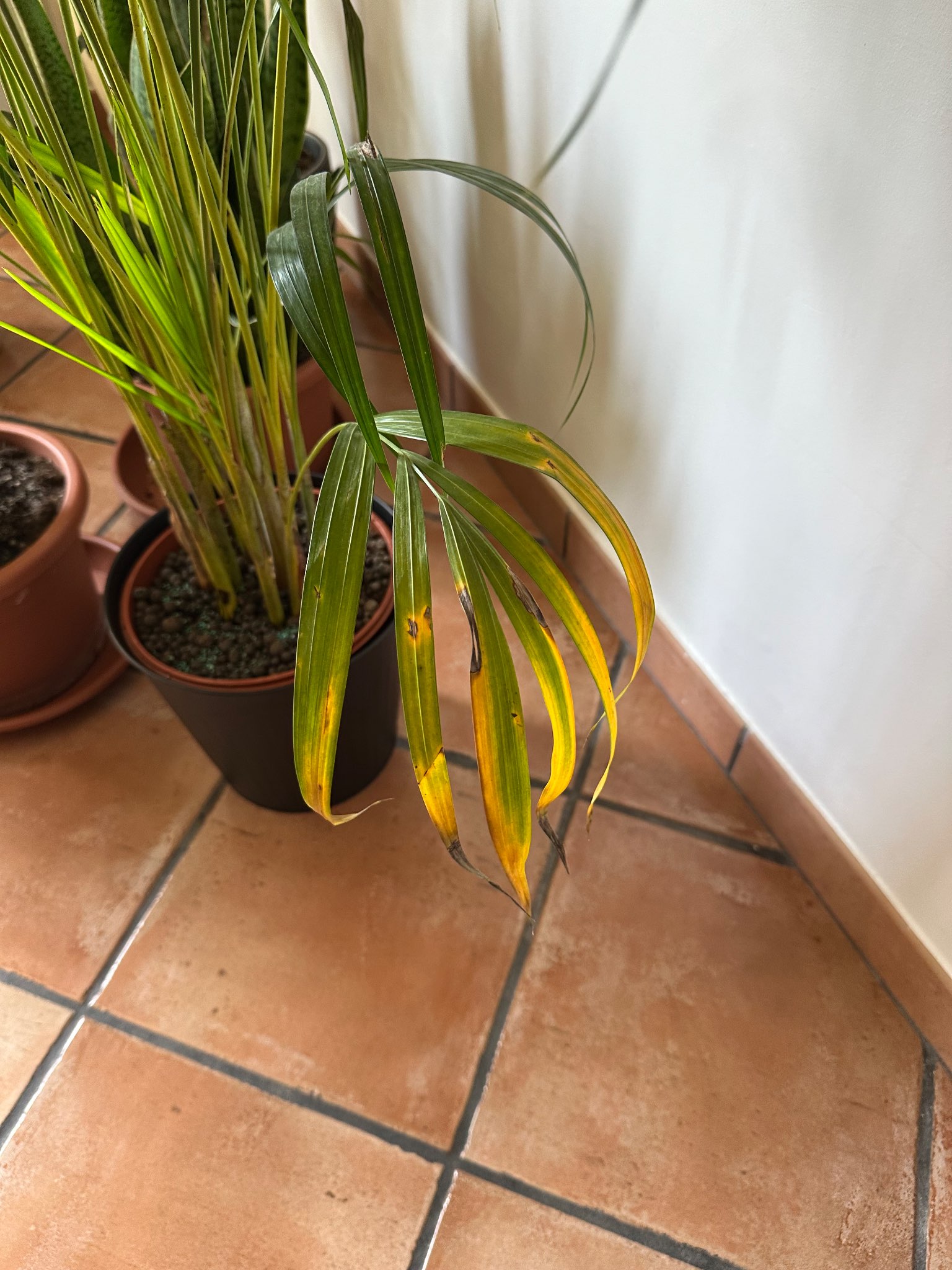 Immagine di Kentia (Howea forsteriana) con Foglie ingiallite (stress idrico/nutrizionale)