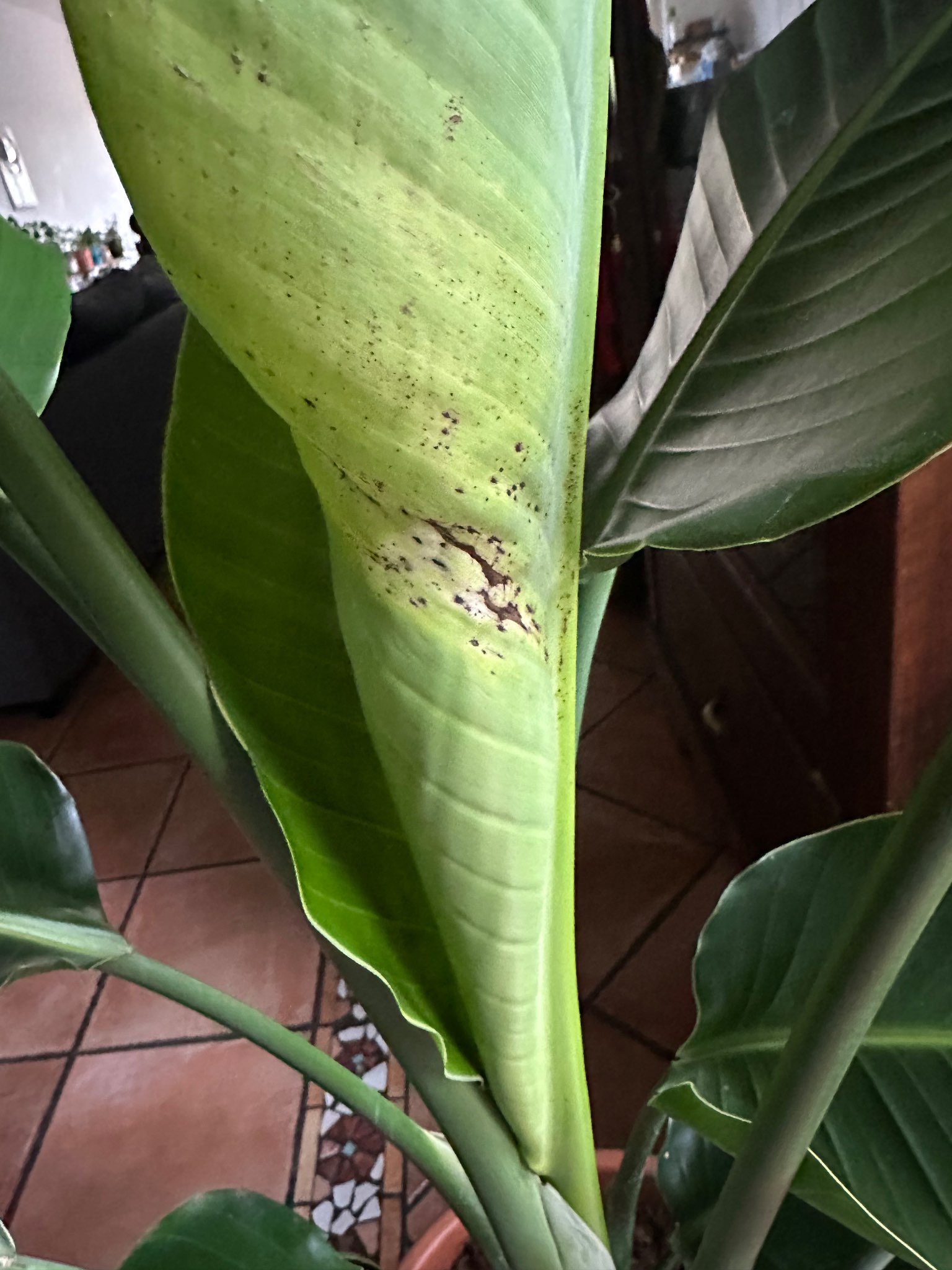 Immagine di Strelitzia (Uccello del Paradiso) con Macchie fogliari (probabile infezione fungina)