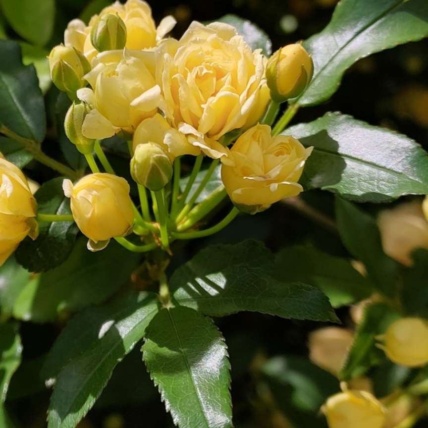 Immagine di Rosa banksiae con Nessuna evidente