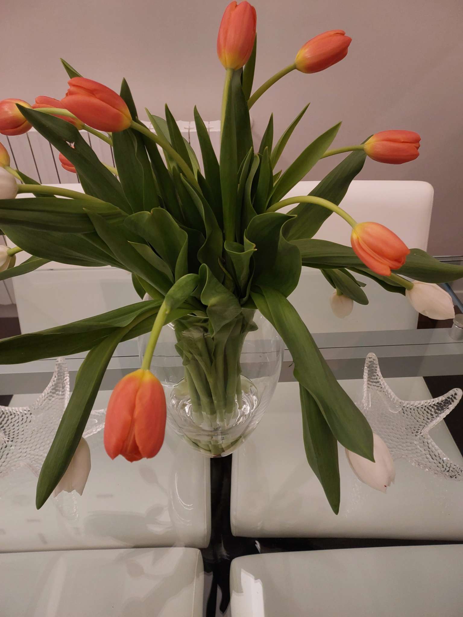 Immagine di Tulipano con Nessuna patologia evidente