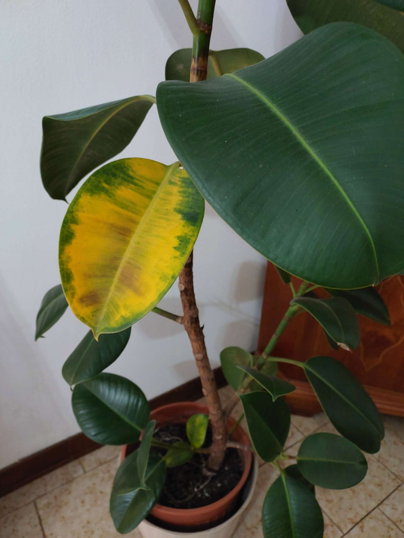 Immagine di Ficus elastica con Ingiallimento fogliare