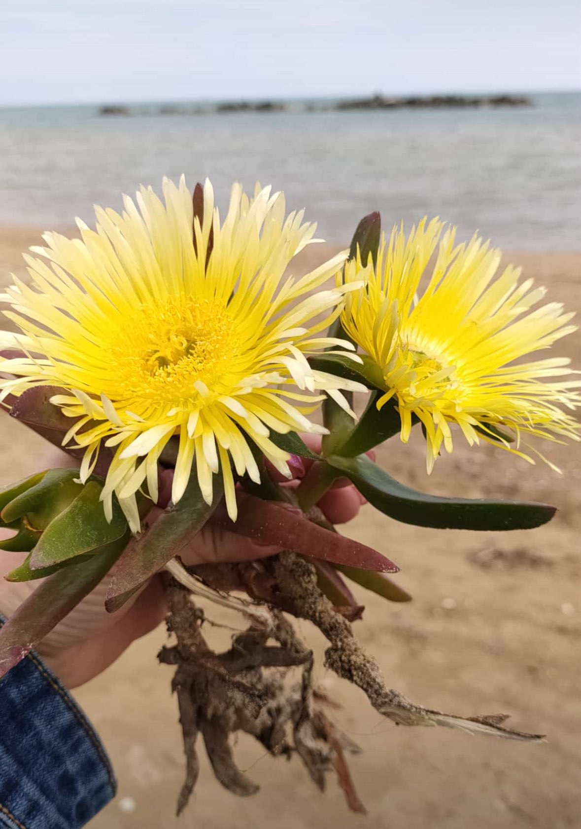 Immagine di Carpobrotus edulis (Fico degli Ottentotti) con nessuna evidente, pianta sana