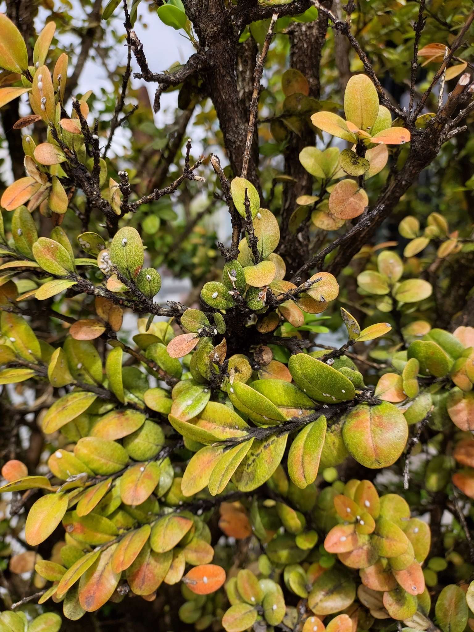 Immagine di Bosso (Buxus sempervirens) con Cocciniglia