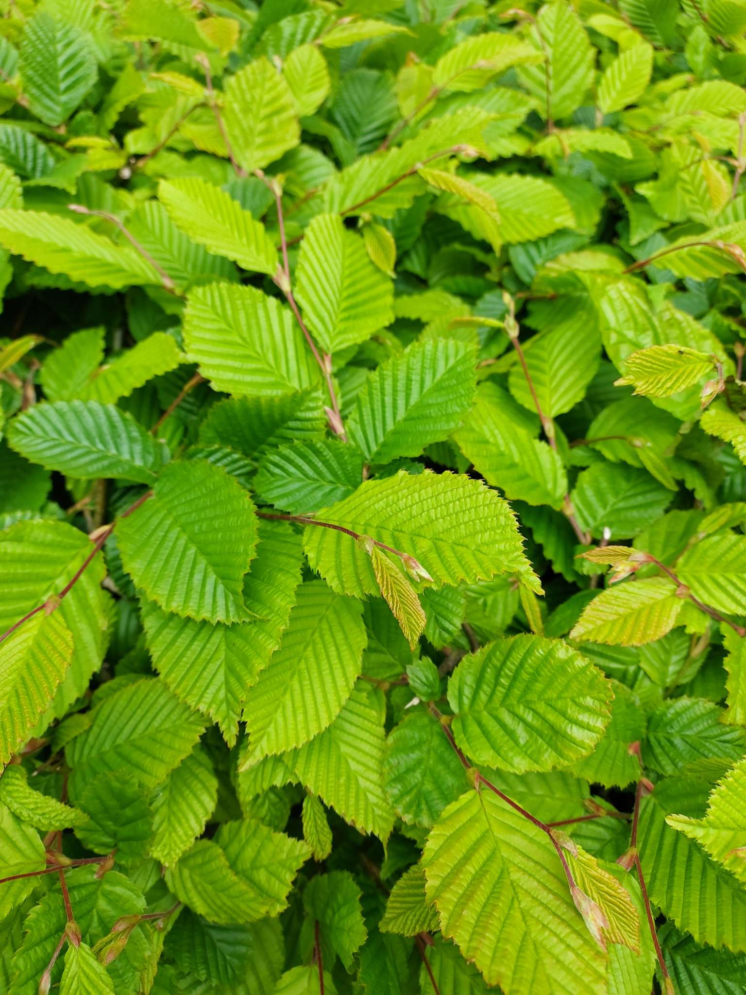 Immagine di Carpinus betulus con Nessuna malattia evidente