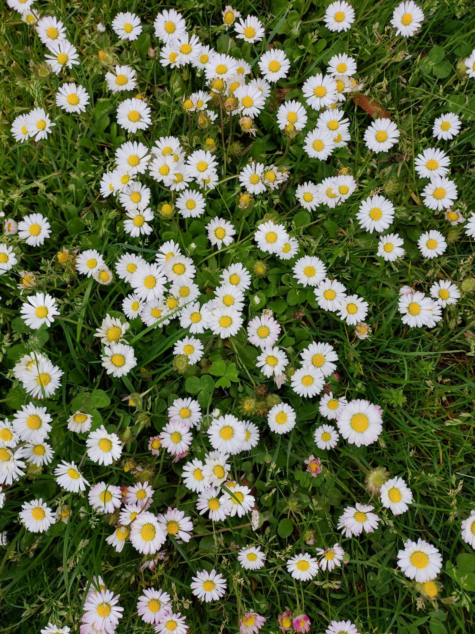 Immagine di Margherita (Bellis perennis) con Nessuna patologia evidente