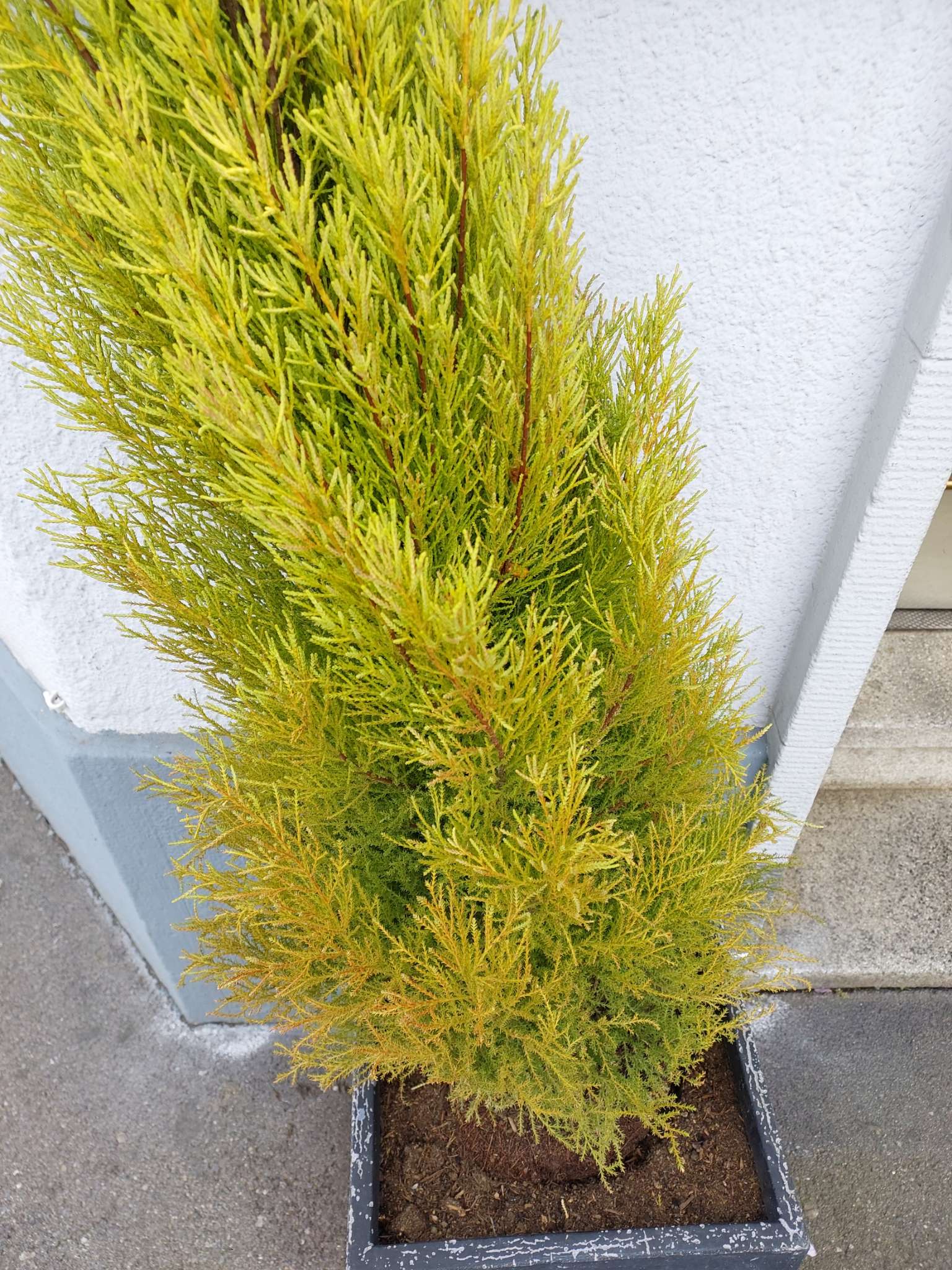 Immagine di Cipresso di Monterey (Cupressus macrocarpa 'Goldcrest') con Ingiallimento Fogliare (stress idrico/nutrizionale)