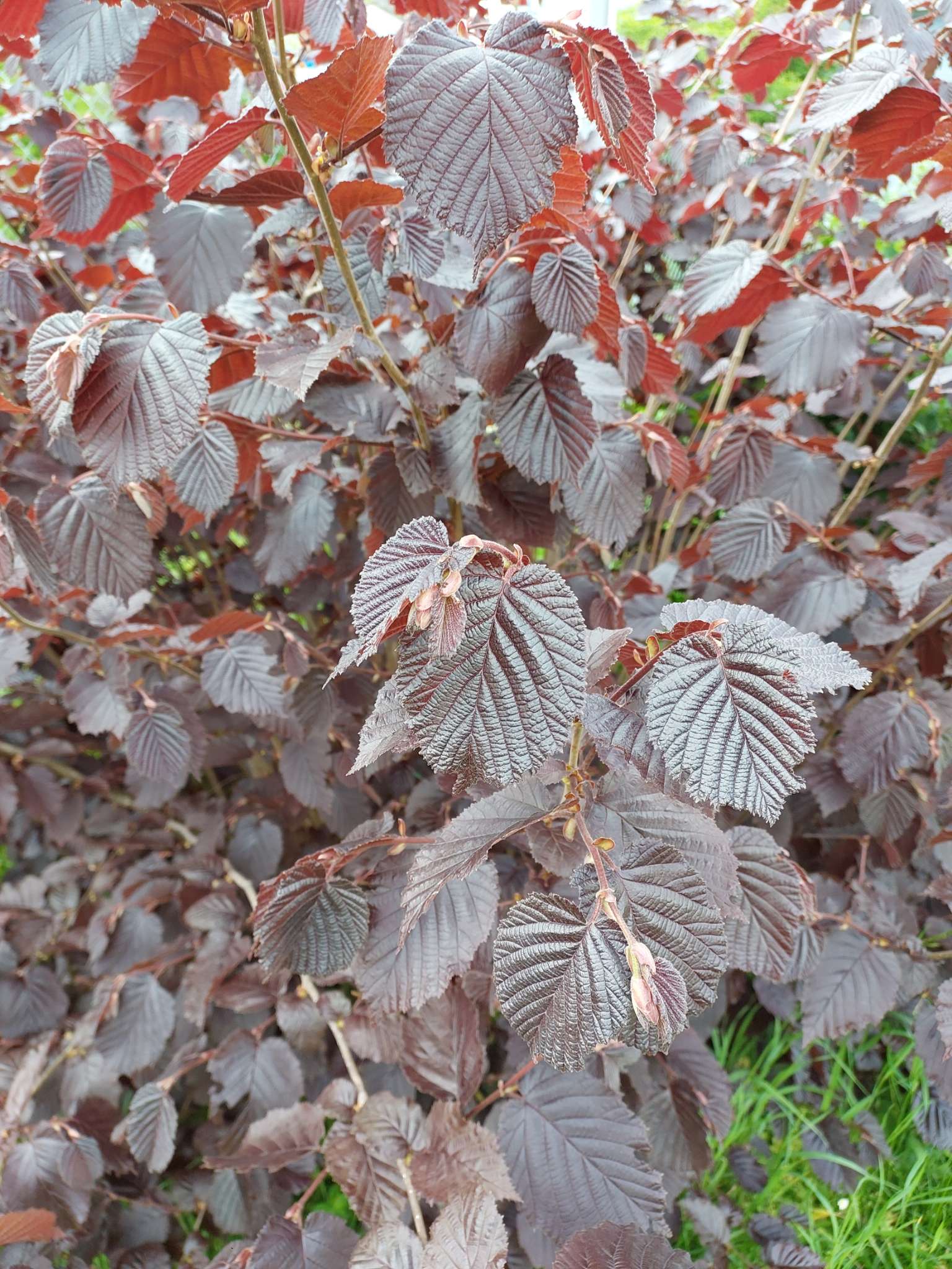 Immagine di Nocciolo Purpureo (Corylus avellana 'Purpurea') con Nessuna patologia apparente