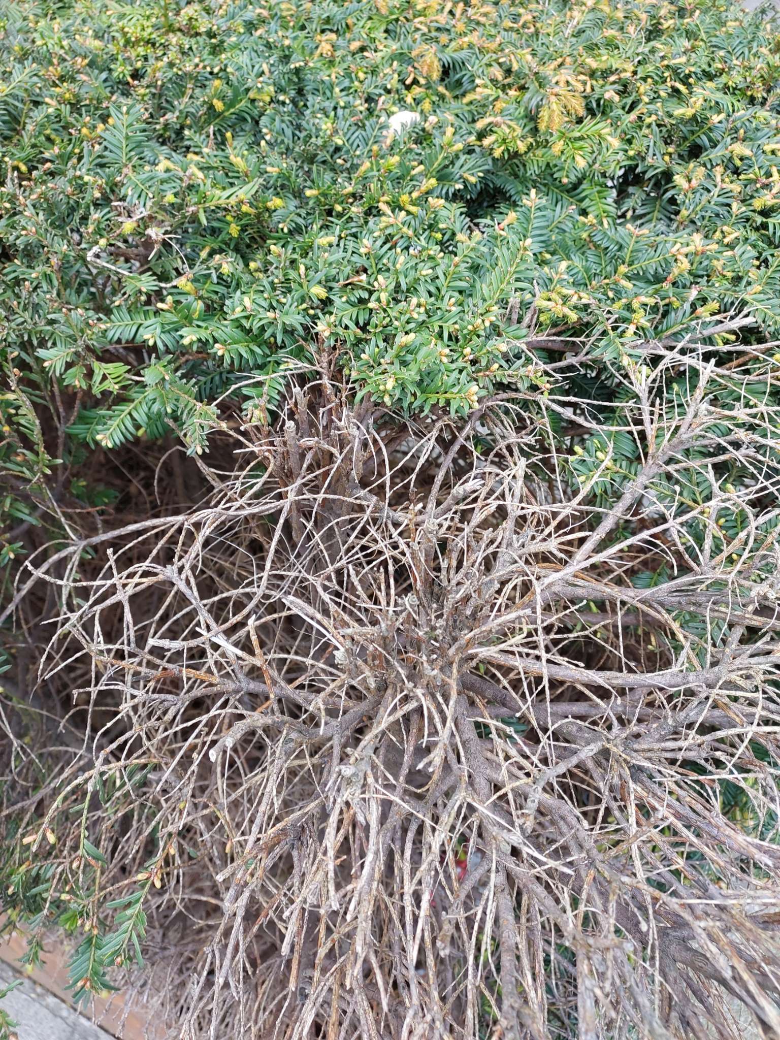 Immagine di Taxus baccata (Tasso) con Probabile attacco fungino (ad es. Phytophthora)